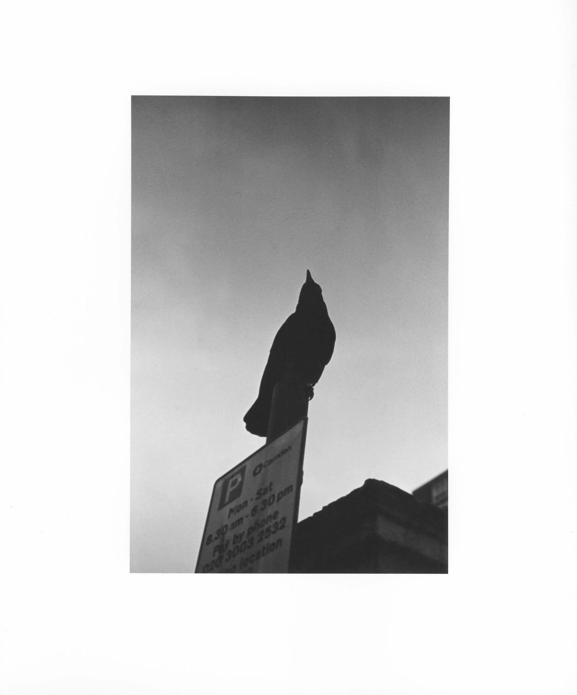 Black-and-white 35mm film gelatin silver print, 8 × 10 in, 2026