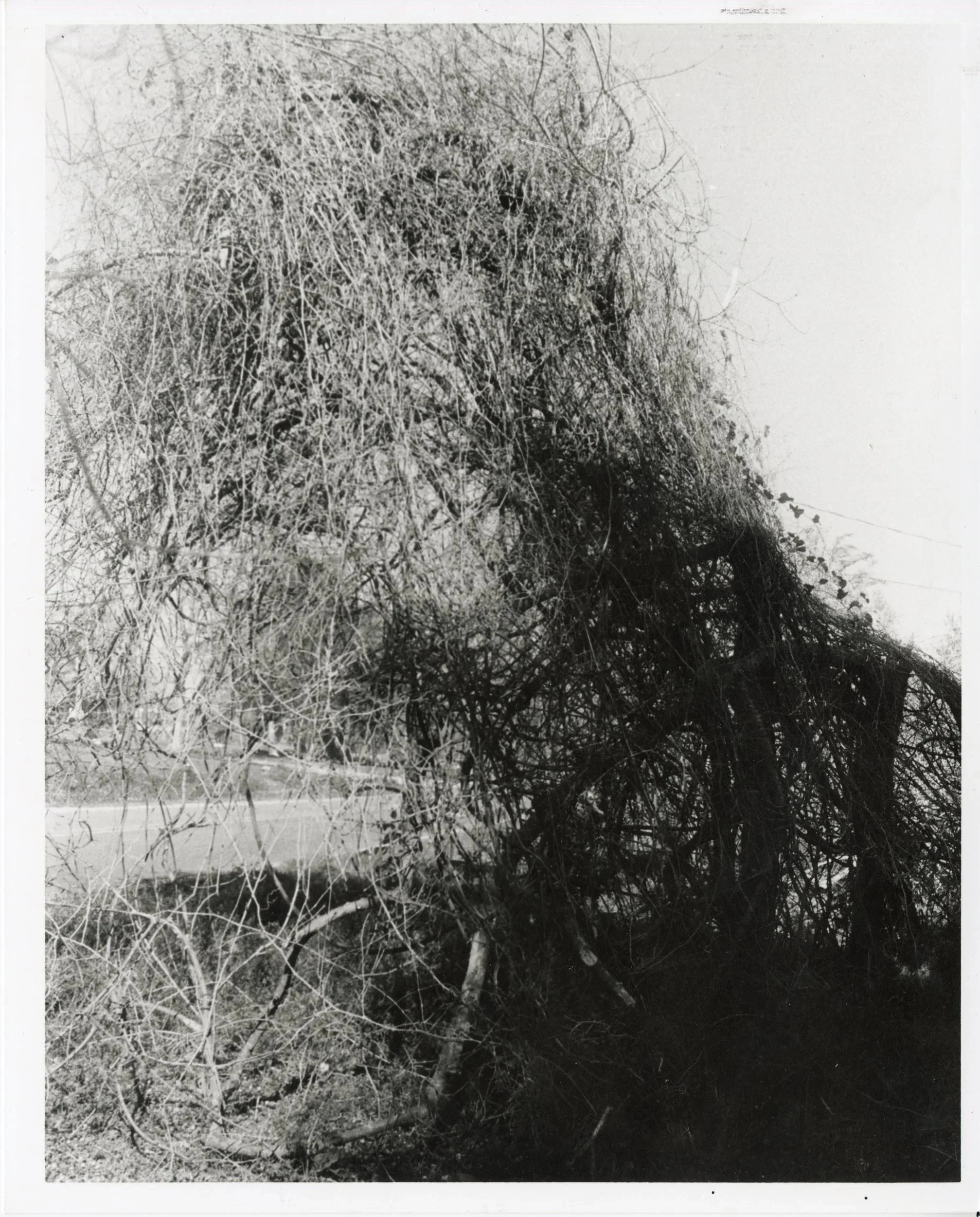 Front Foliage, 2023. Gelatin-Silver Print
