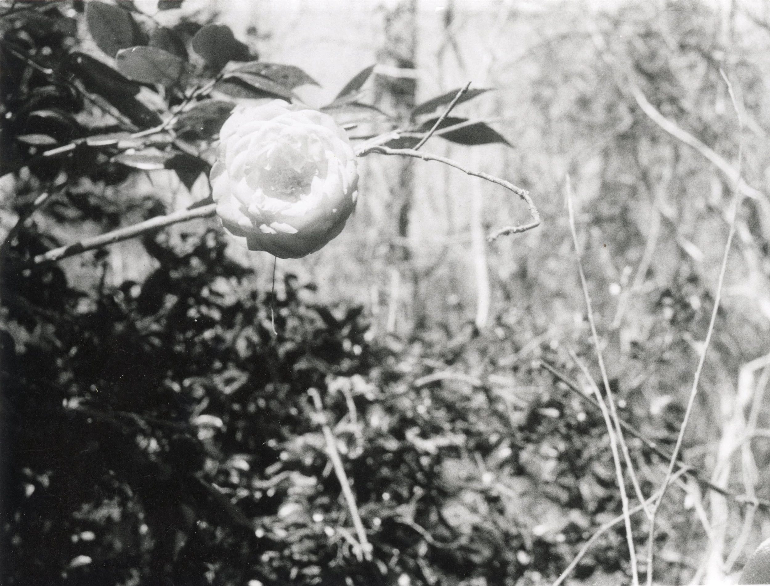 The Last Camellia, 2023. Gelatin-Silver Print