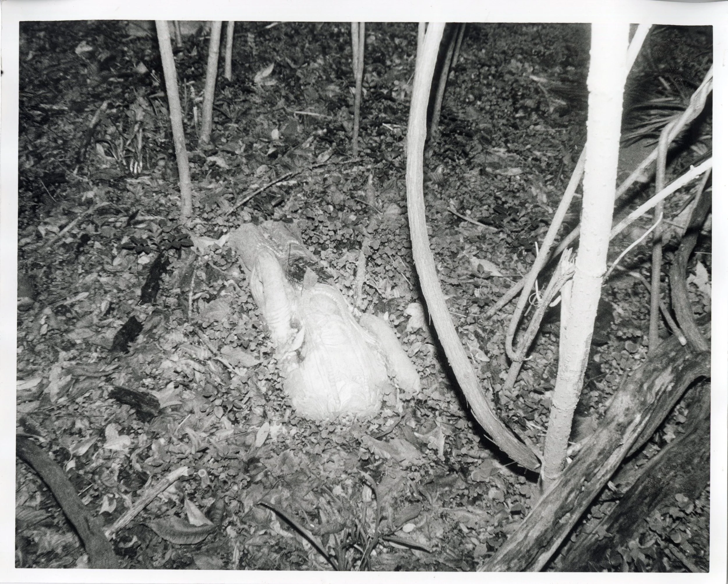 An Autopsy Photograph, 2024. Gelatin-Silver Print