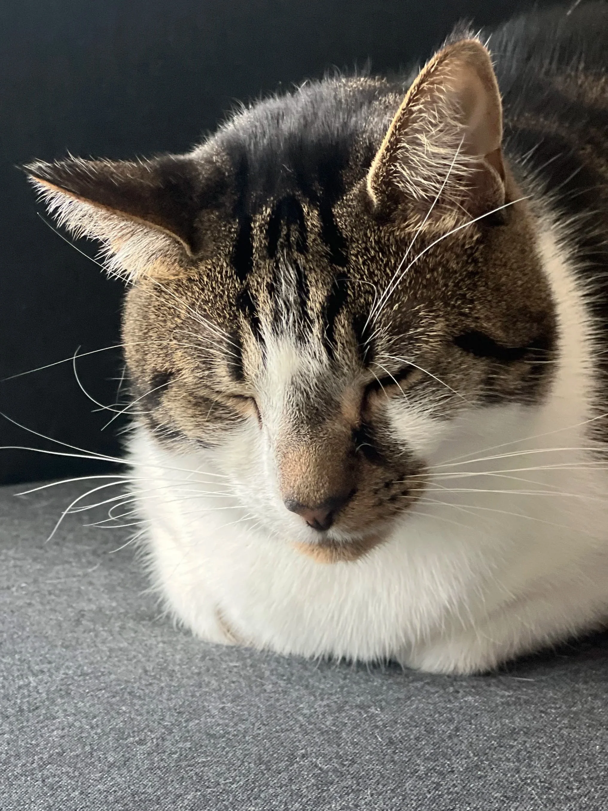 Tulip, a domestic short hair cat, Chief Softness Officer and Director of Emotional Infrastructure.