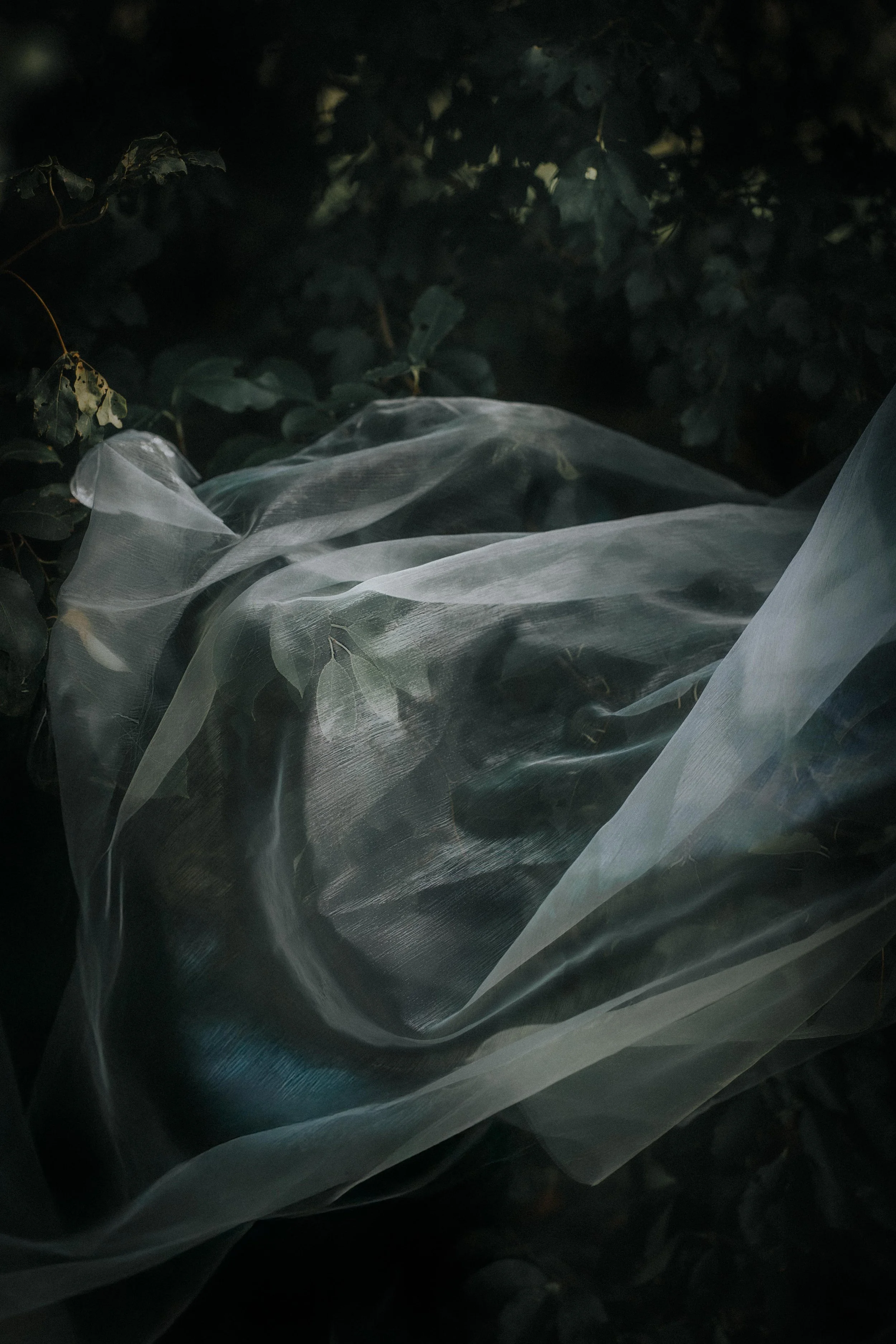 A close-up photograph of dark green, slightly wilted leaves and a semi-transparent plastic sheet or fabric draped over some foliage.