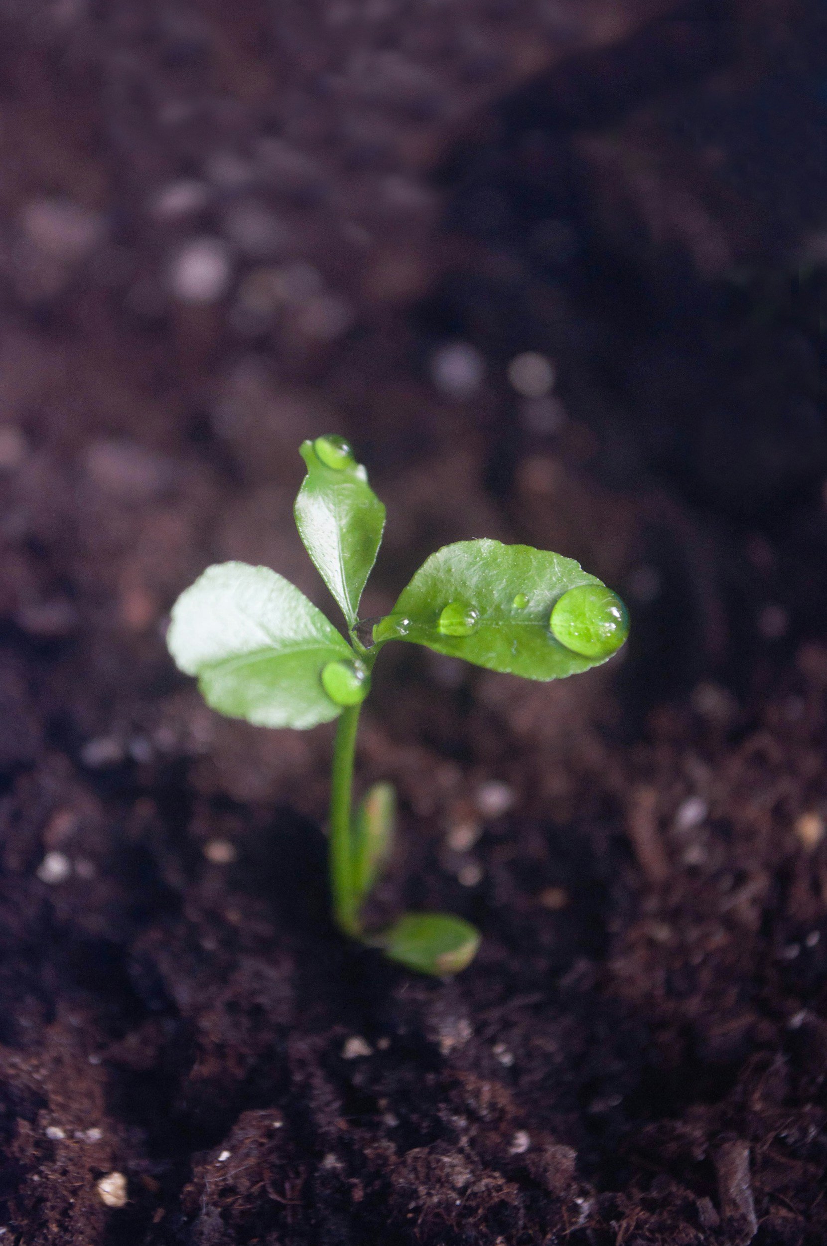 Seedling