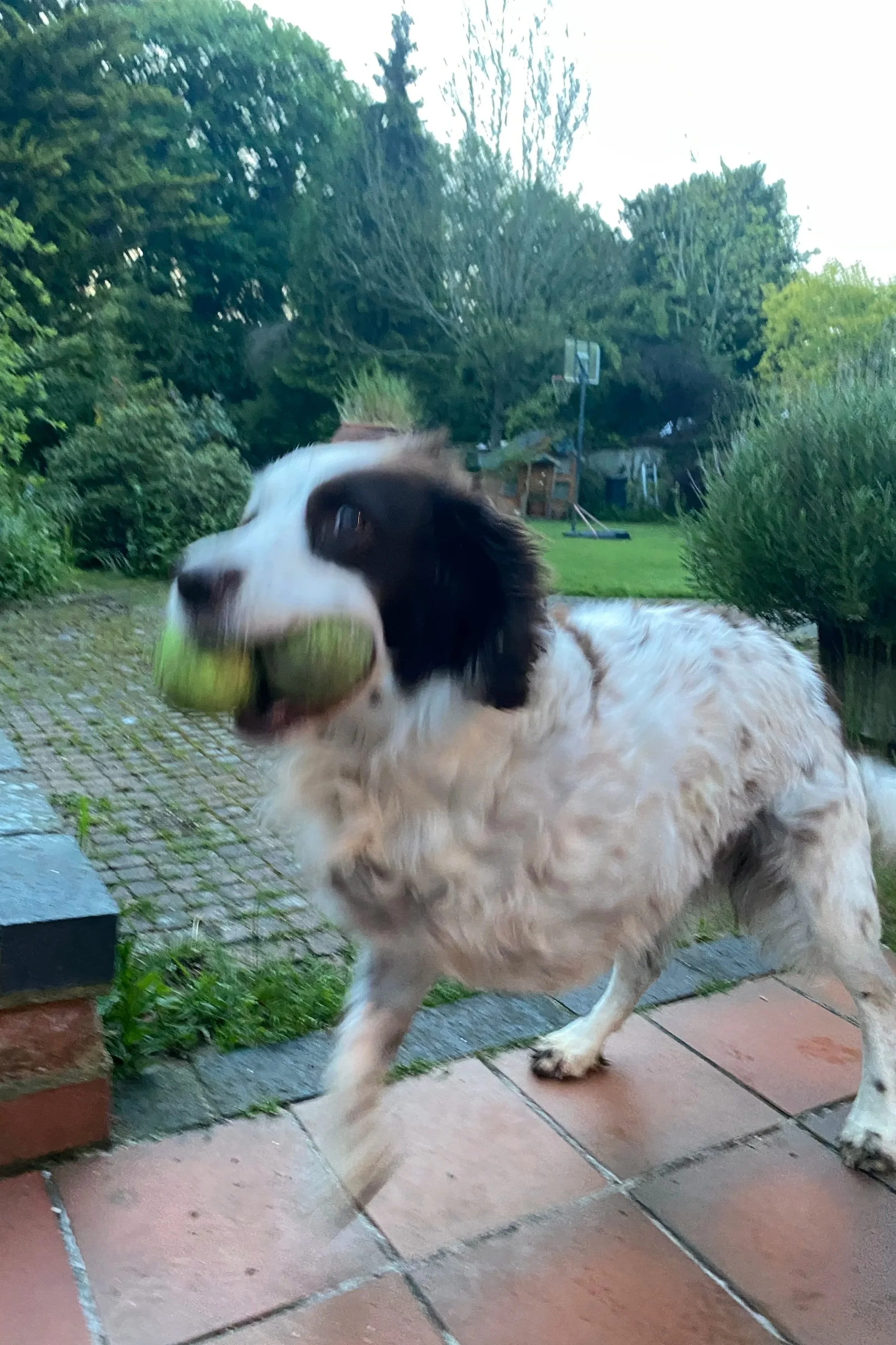 A dog holding a green tennis ball in its mouth, standing on a backyard patio with trees and a basketball hoop in the background.