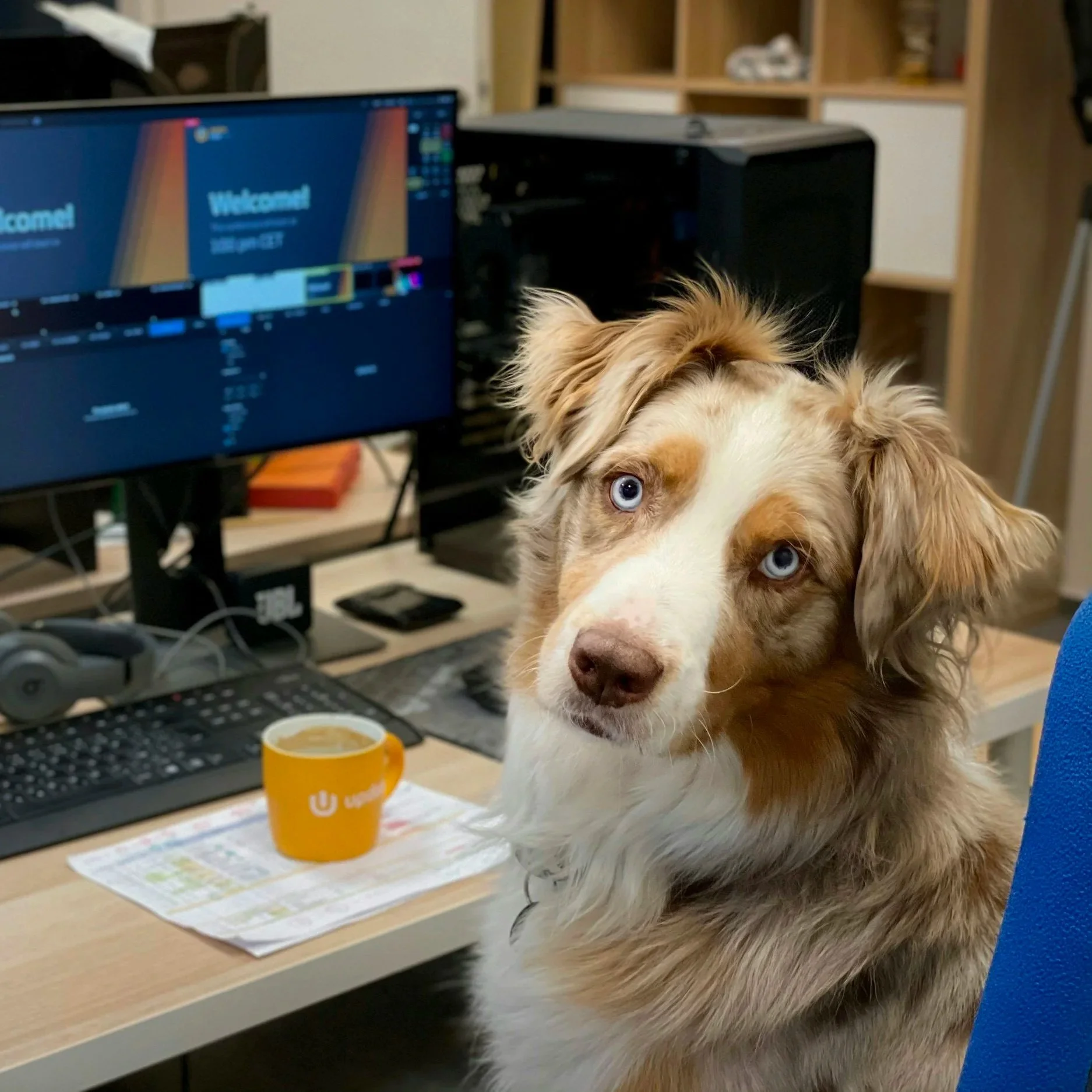 A dog with brown and white fur and blue eyes sitting at a cluttered desk with a computer monitor, keyboard, and a yellow mug.