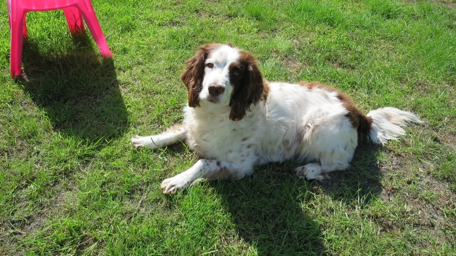 A white and brown spaniel dog lying on green grass in sunlight near a pink chair.