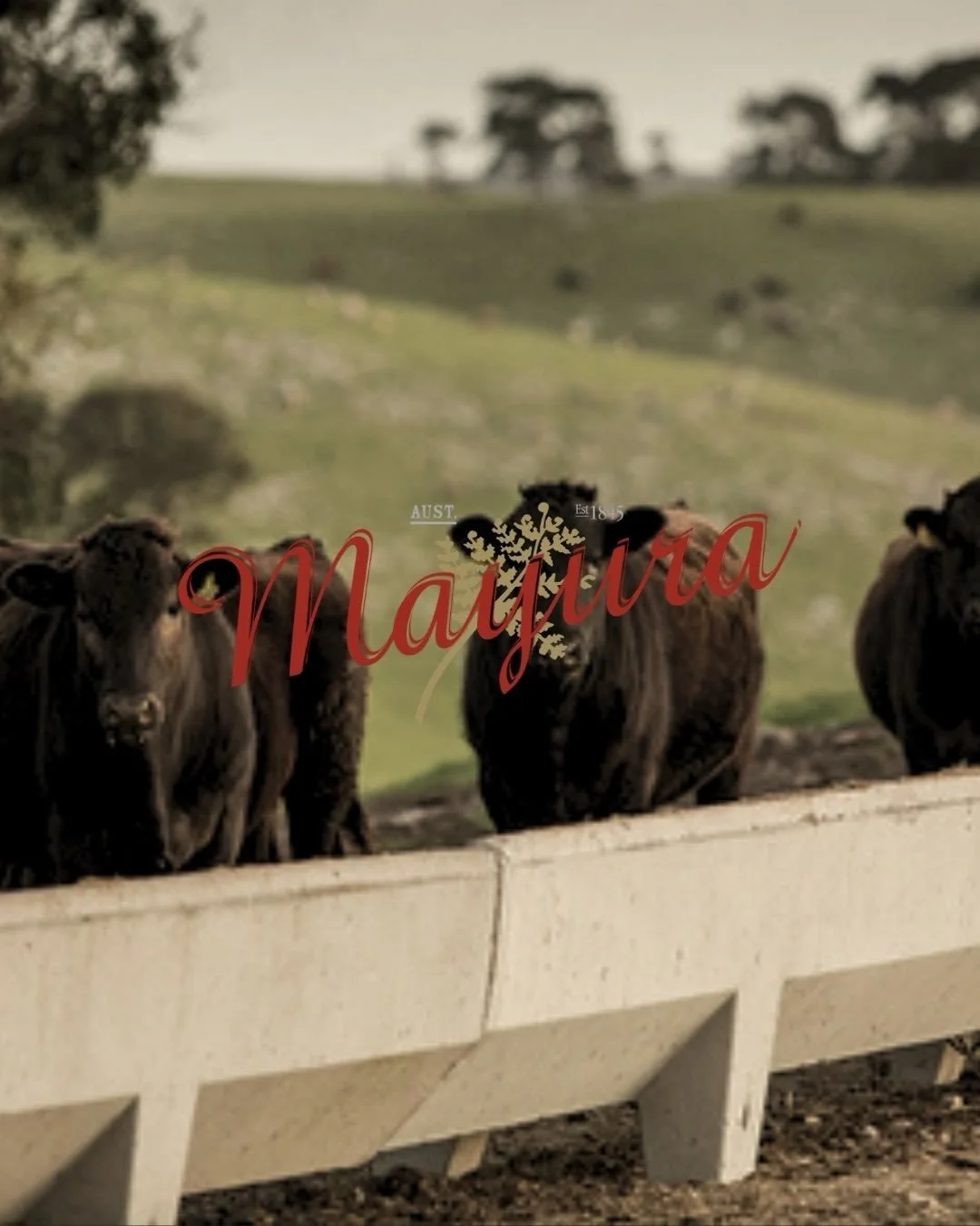 Some beef has a story worth telling. Mayura Station has been building theirs for generations.

First established in 1845, Mayura Station is one of Australia&rsquo;s oldest and most respected pastoral operations.

Set among the rolling hills and ferti