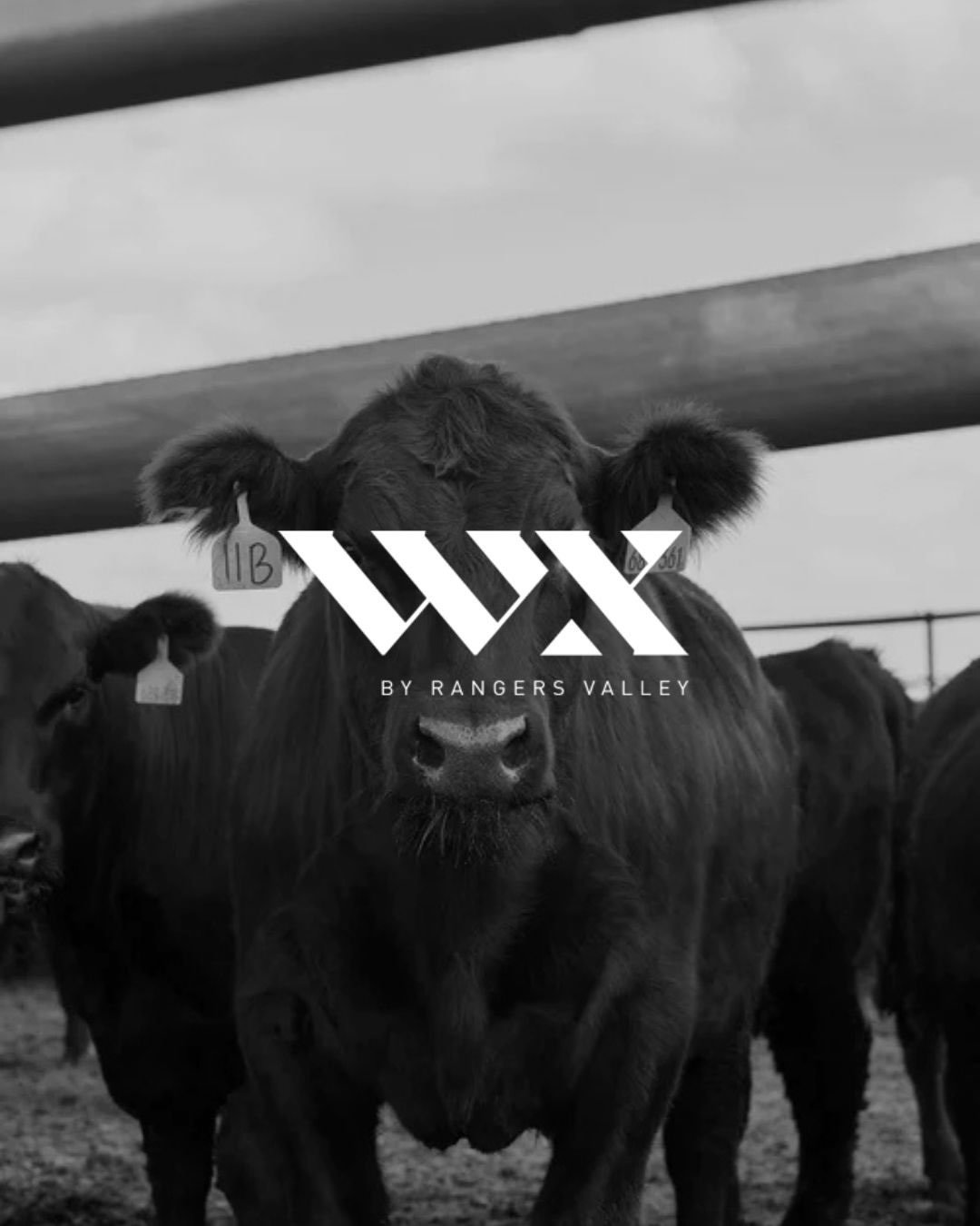 Some beef is defined by breed. Rangers Valley takes it a step further.

WX by Rangers Valley brings together a 100% Wagyu sire with carefully selected genetics, creating a crossbred Wagyu built around flavour, marbling and texture.

Then comes time. 