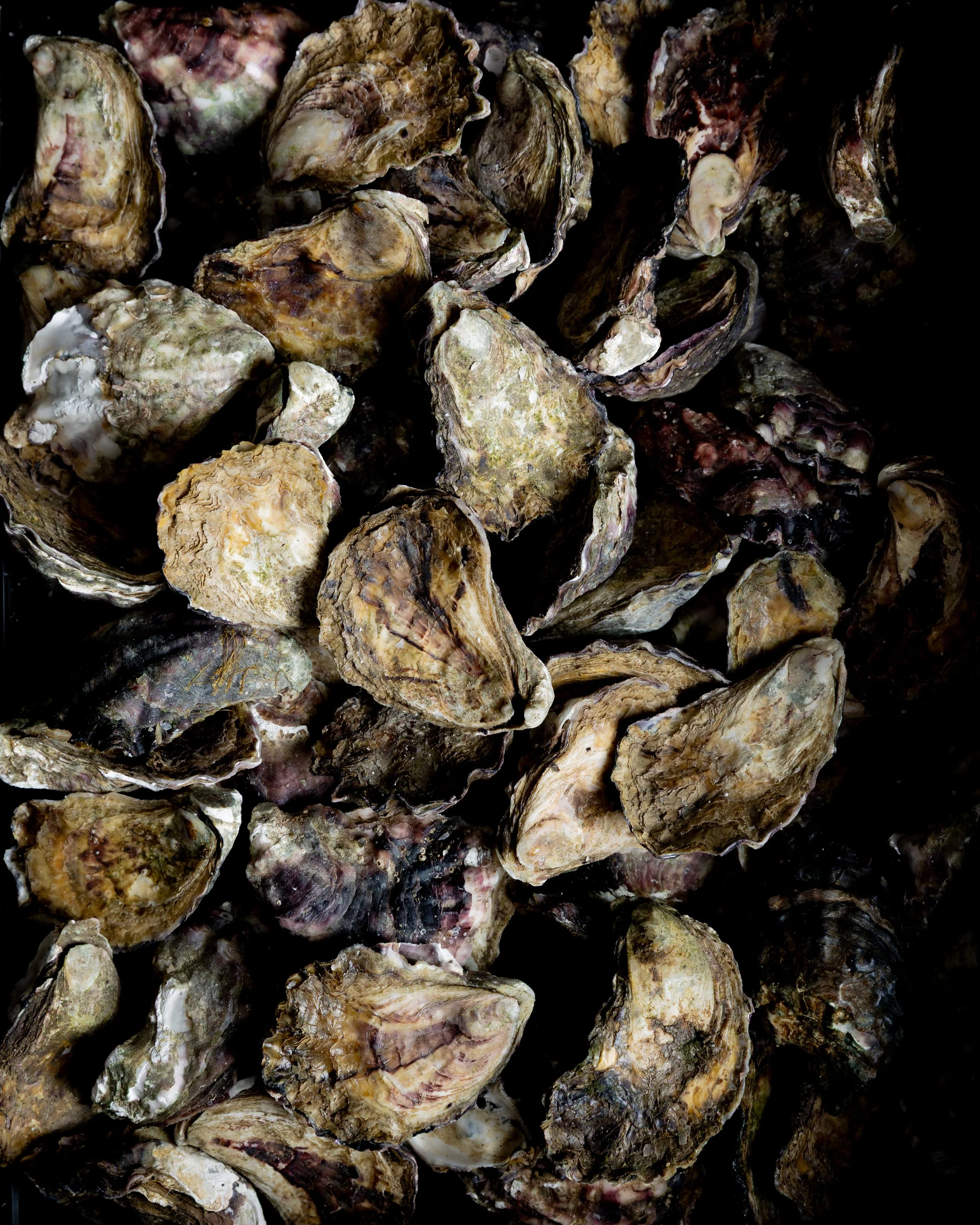 Oysters he Glenelg Public House Mermaid Beach Gold Coast