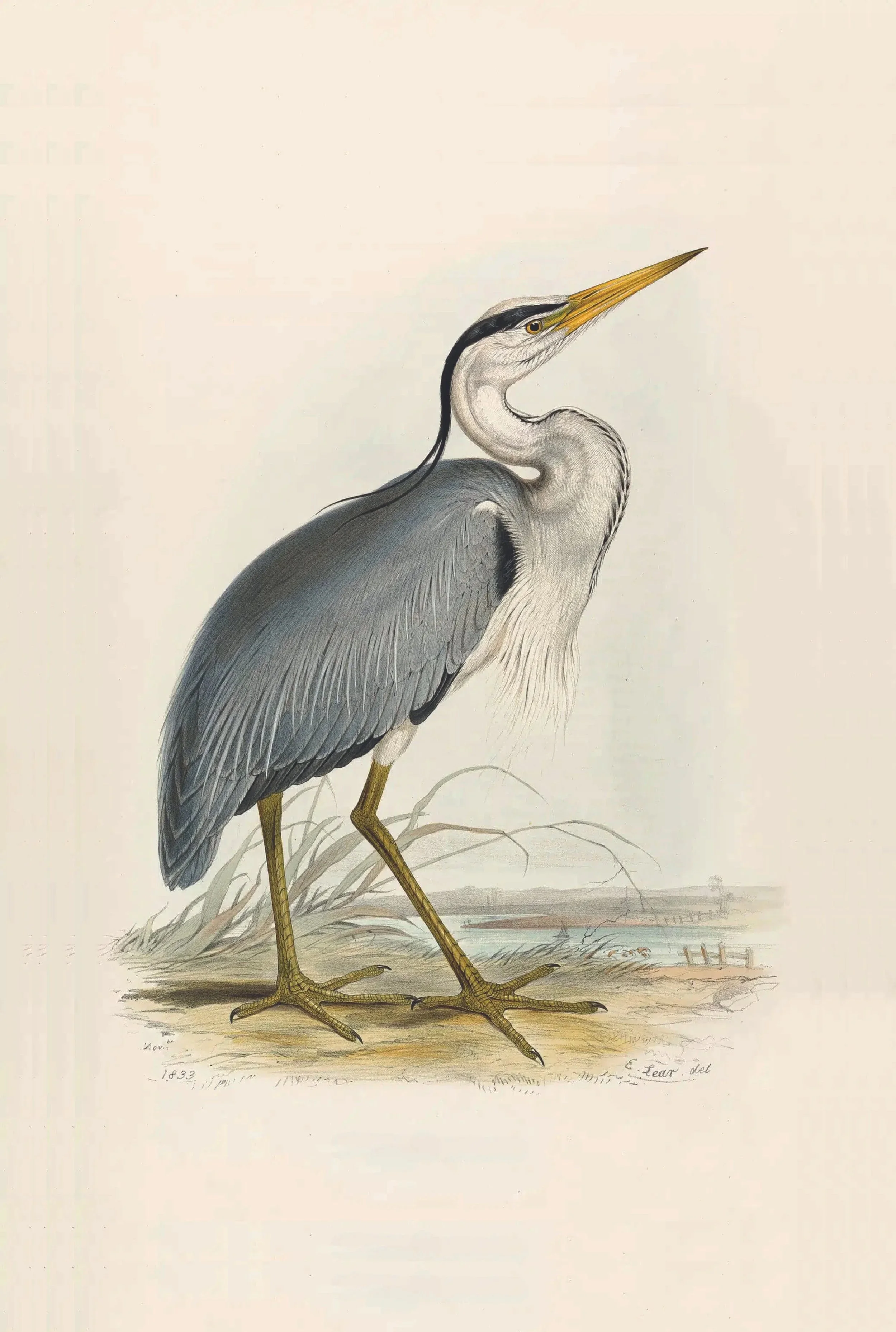 Detailed illustration of a heron standing on the ground with a body of water in the background, showing the bird's gray and white feathers, long yellow beak, and yellowish legs.