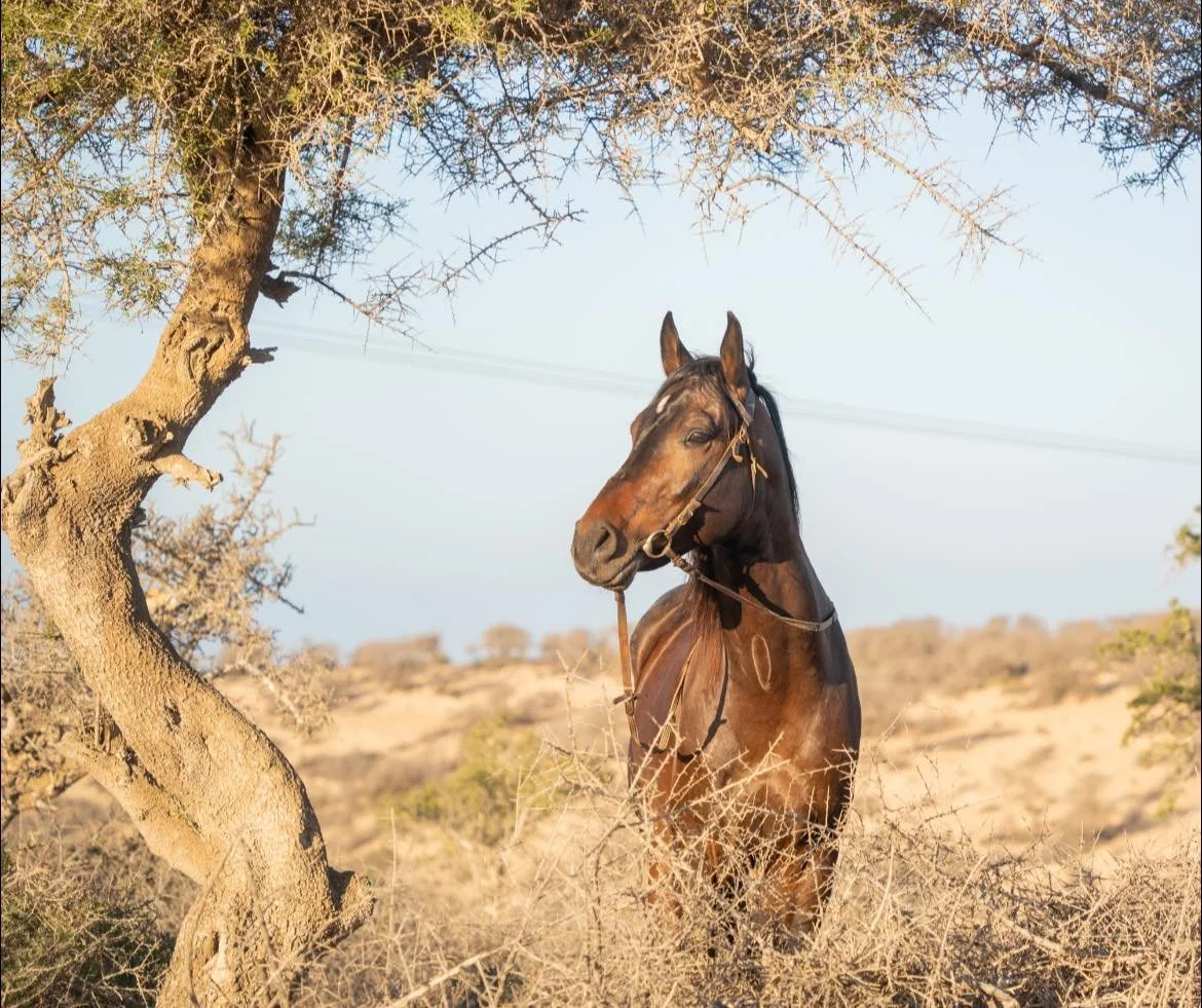 A brown horse standing in a dry, desert landscape with sparse shrubs and trees, under a clear blue sky.