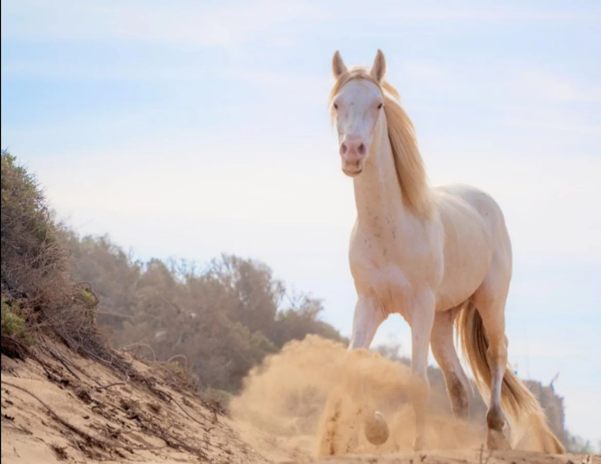 A light-colored horse running on a sandy hill, kicking up dust with trees and a blue sky in the background.