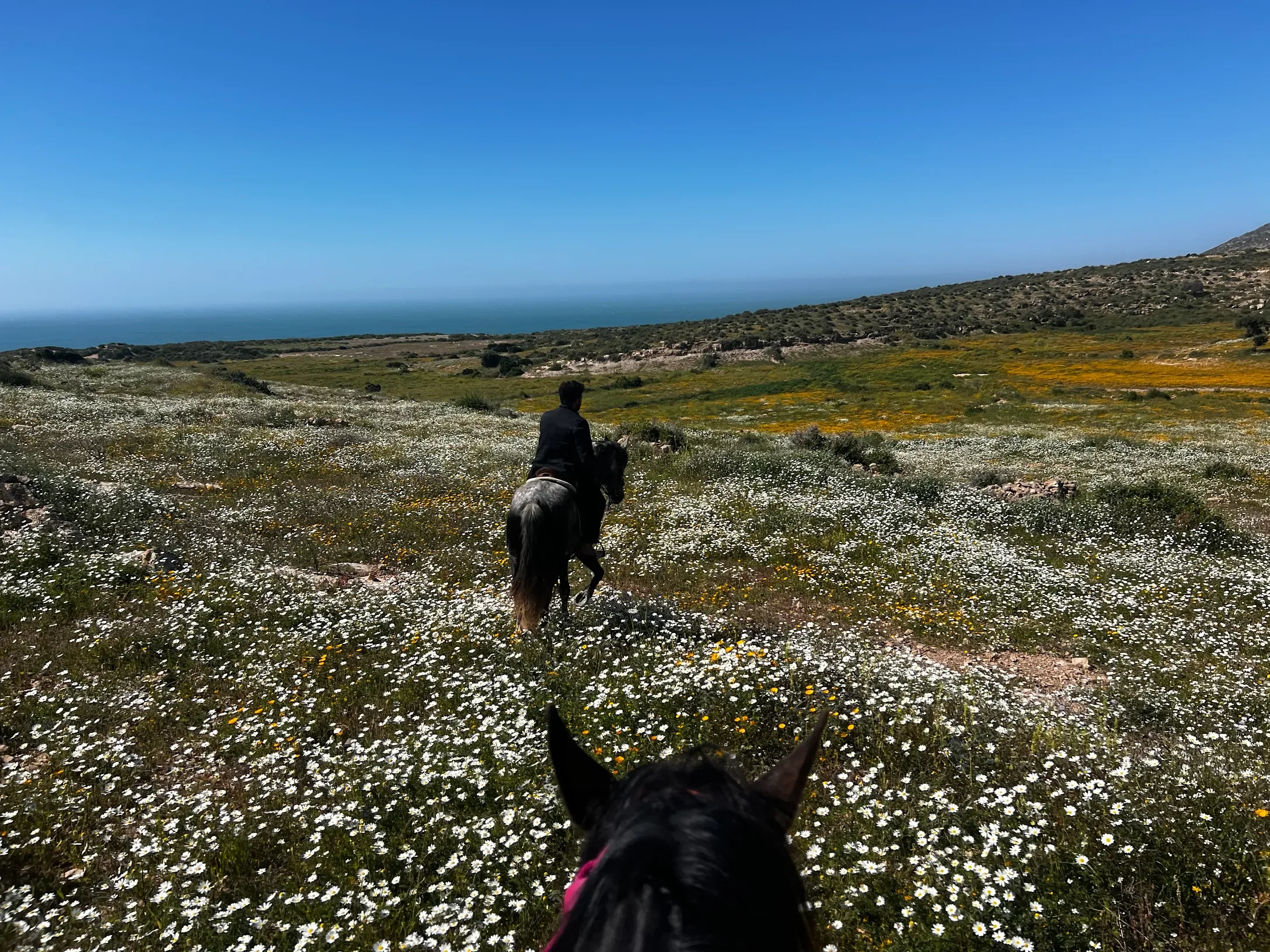 Person riding a horse through a field of white and yellow flowers with a clear blue sky and a mountain in the background.