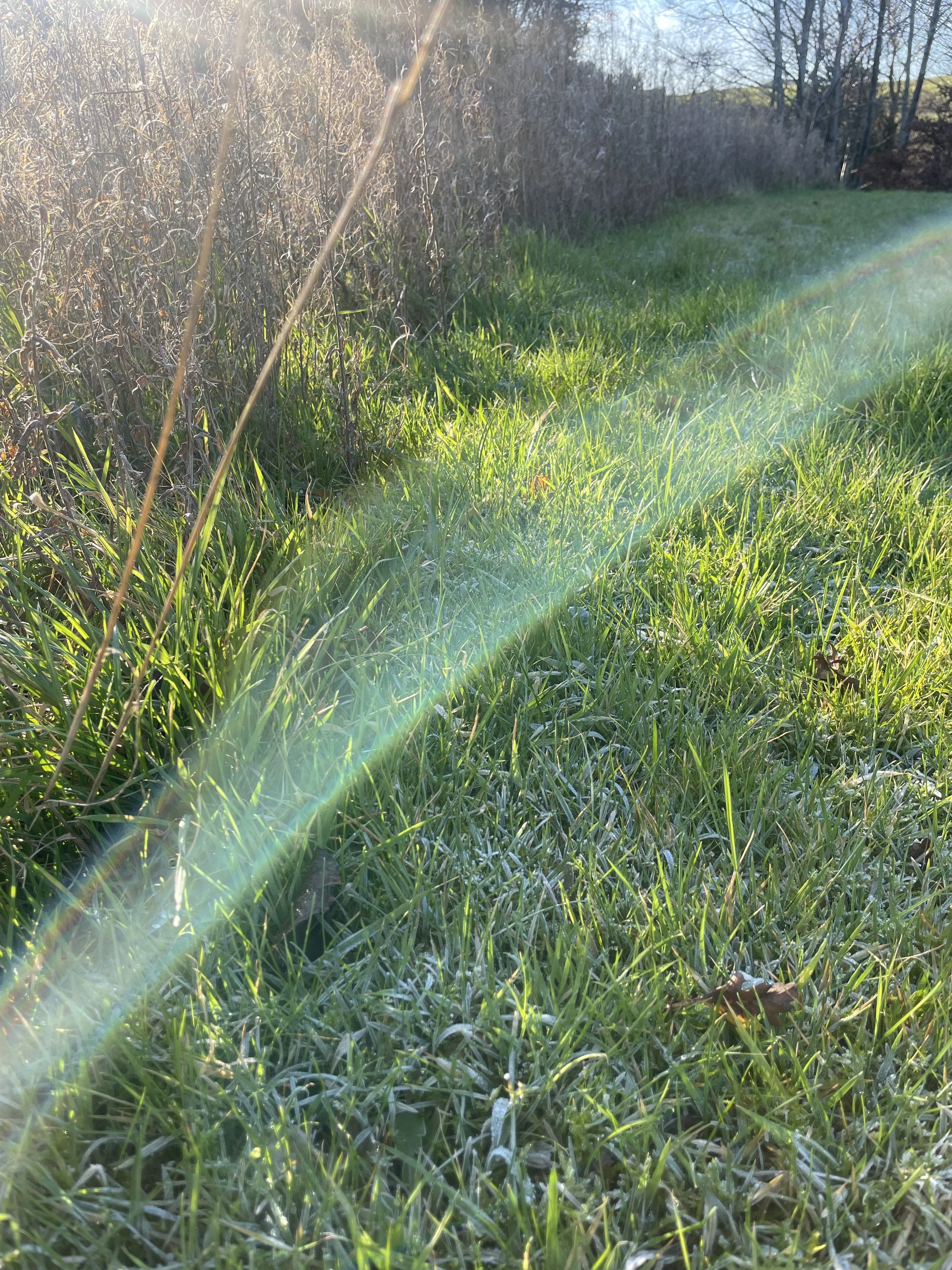 IMG_3939.jpeg