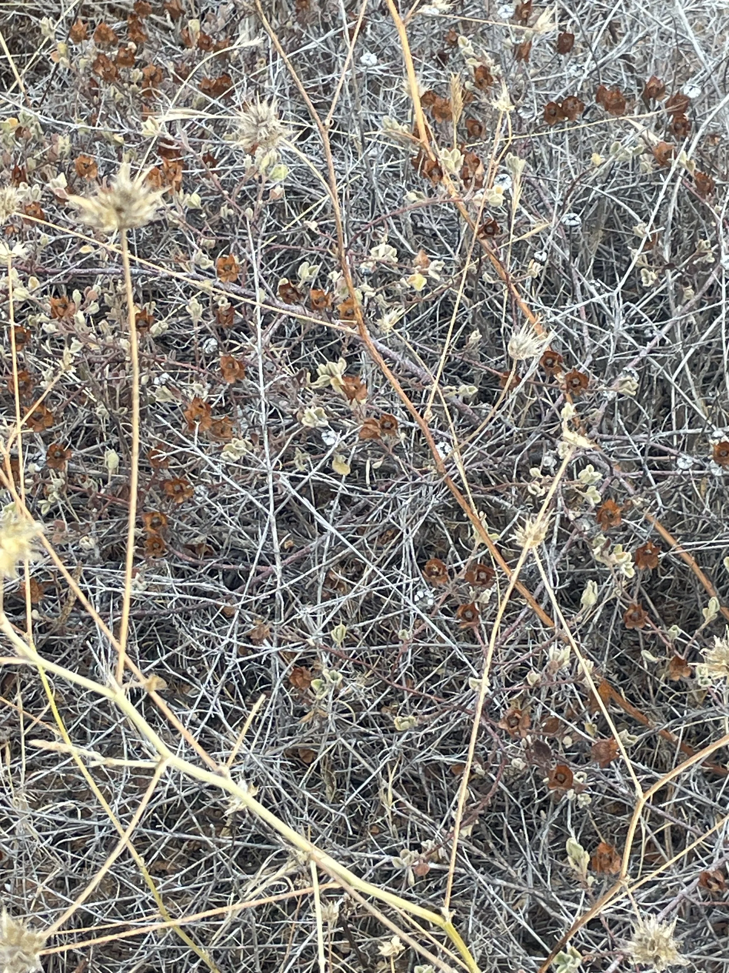 IMG_2199.jpeg