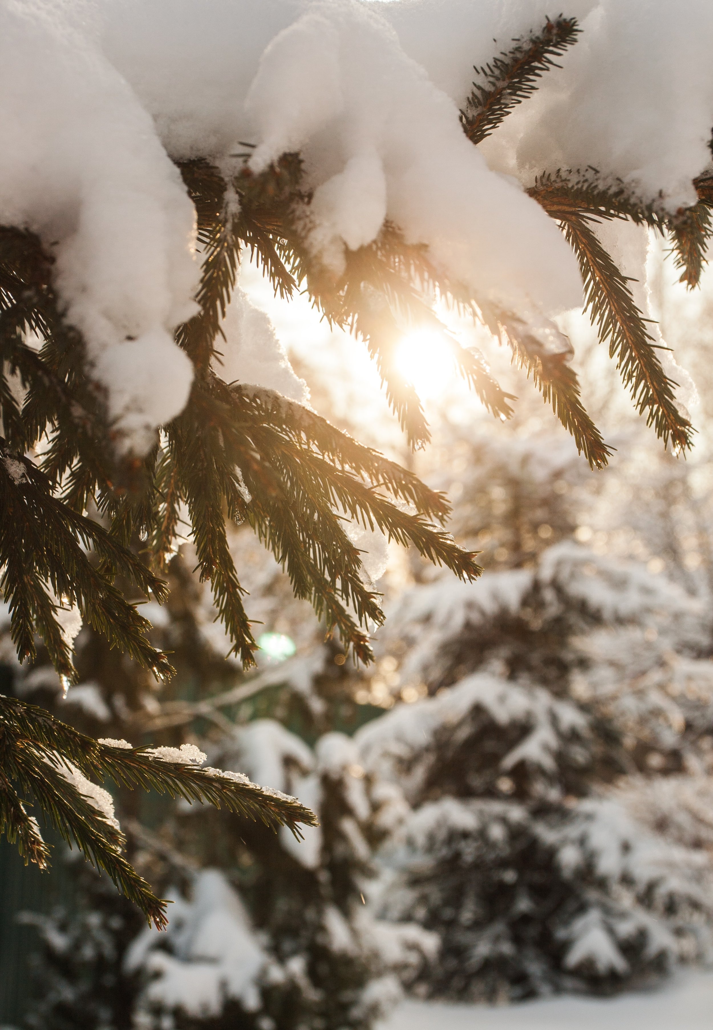 Winterlandschaft im Bayerischen Wald zum Neujahr