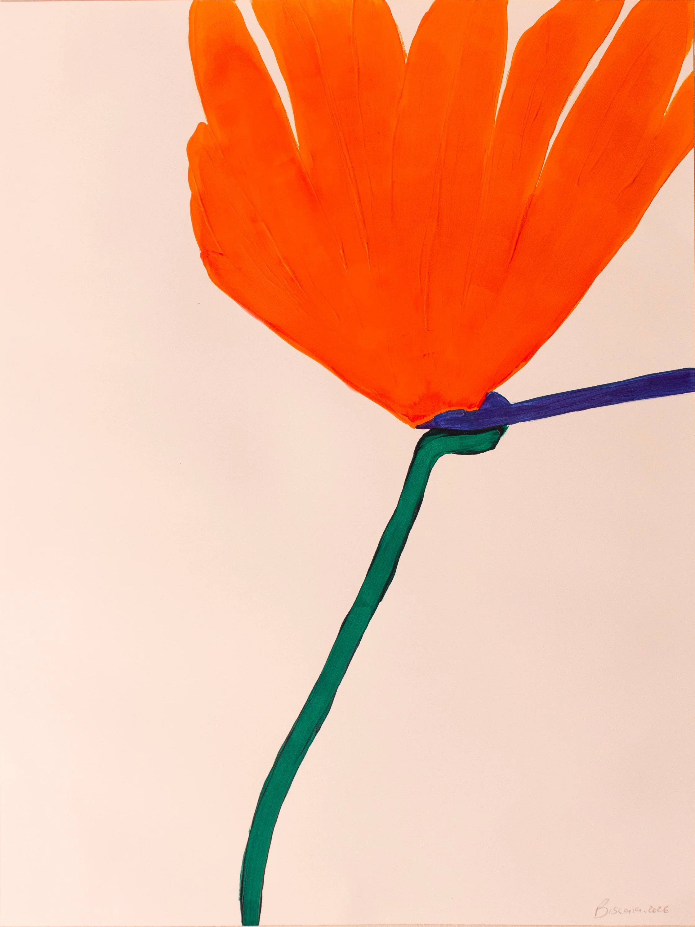 strelitzia