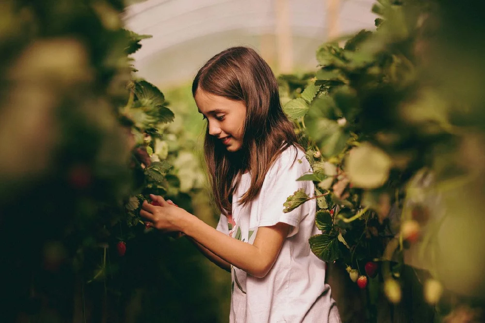 A girl picking strawberries between two rows of plants inside a polytunnel