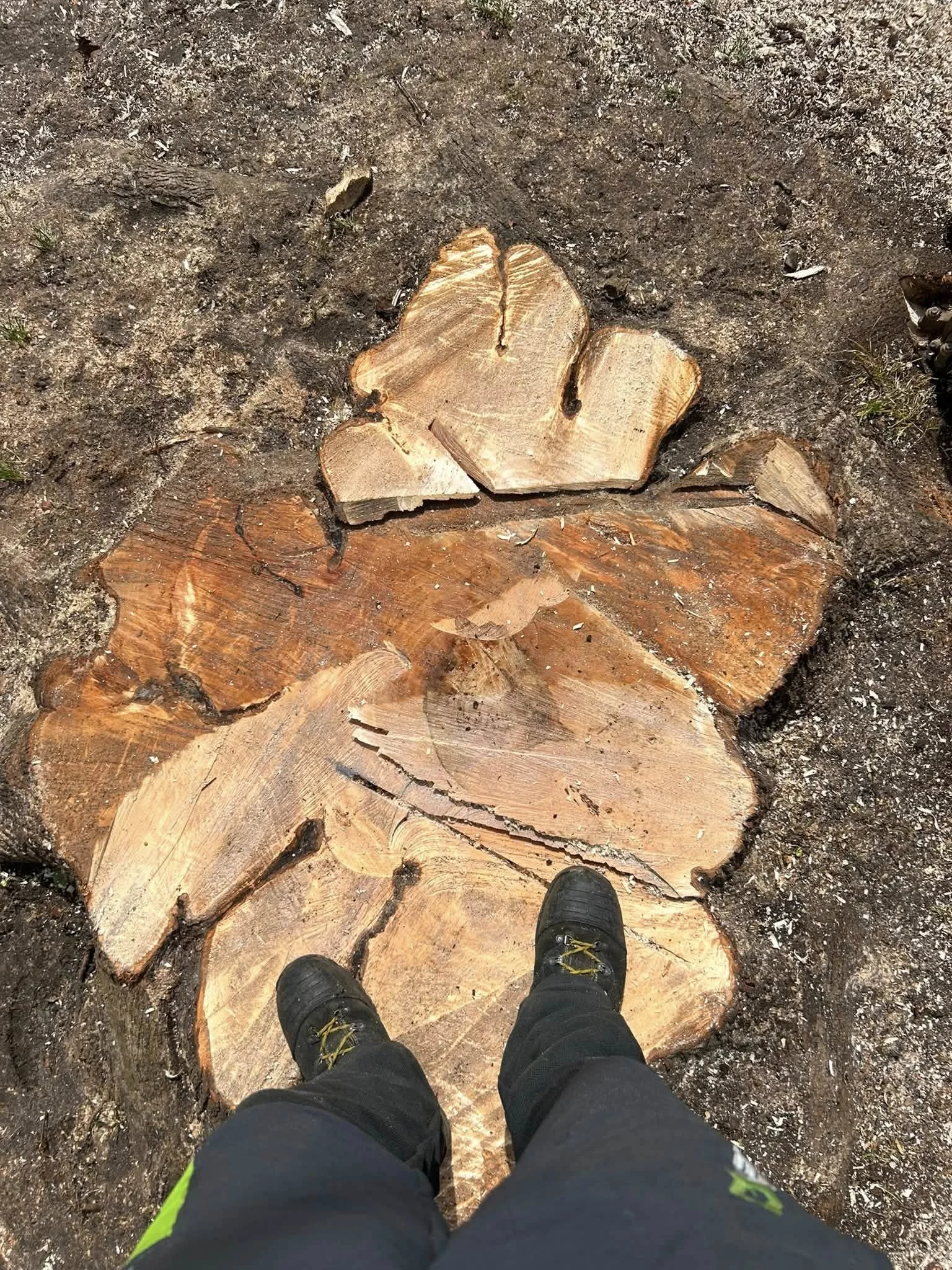 Point de vue en plongée d'une personne portant des chaussures noires et un pantalon noir, regardant des morceaux de bois coupés sur la terre