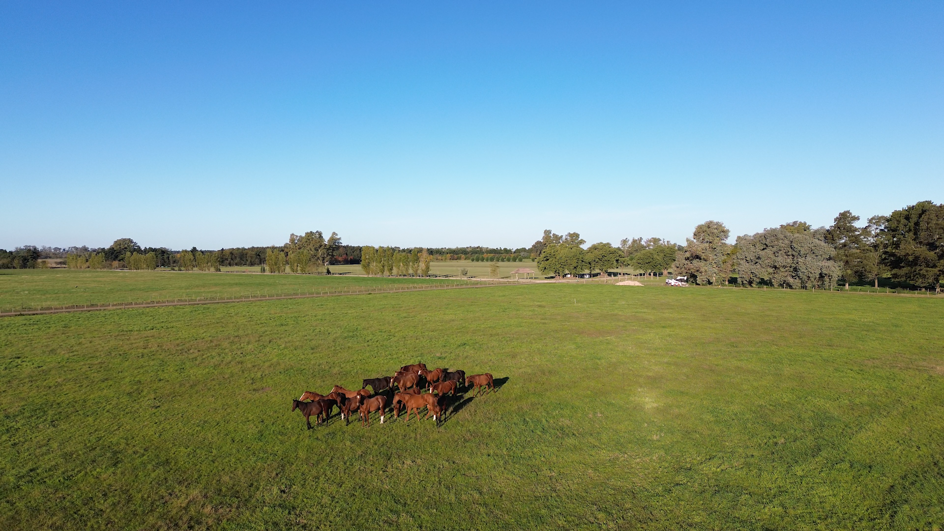 Caballos campo0 (4).png