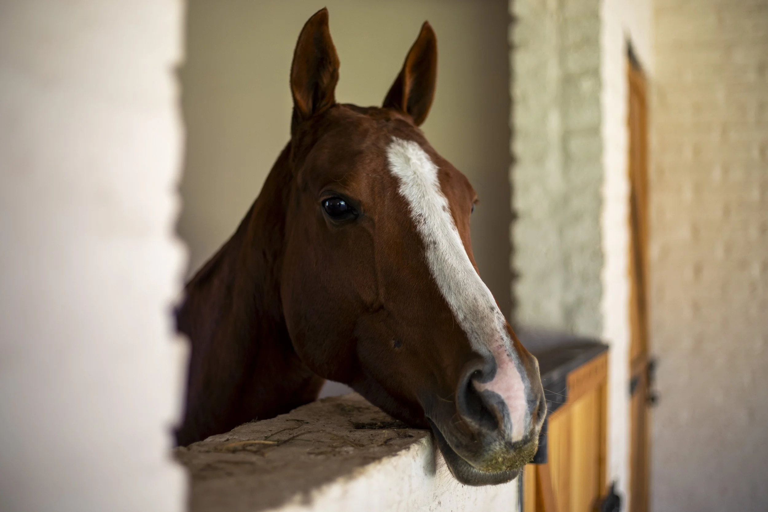 Un caballo marrón con marca blanca en la cara, de perfil, sentado en un establo de madera con paredes de ladrillo.