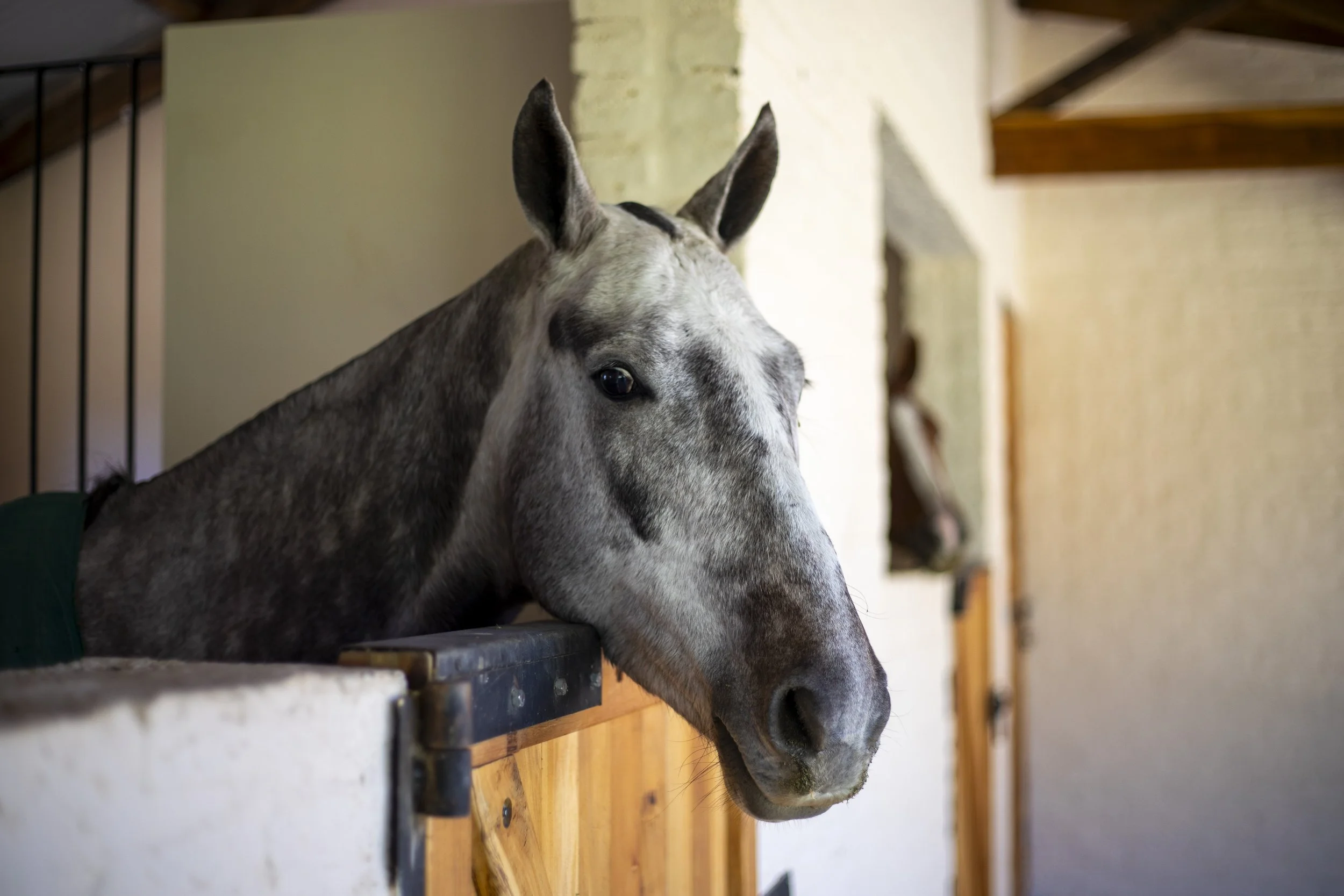 Un burro gris con manchas negras descansando con la cabeza sobre una mesa de madera en un establo con paredes de ladrillo y madera.