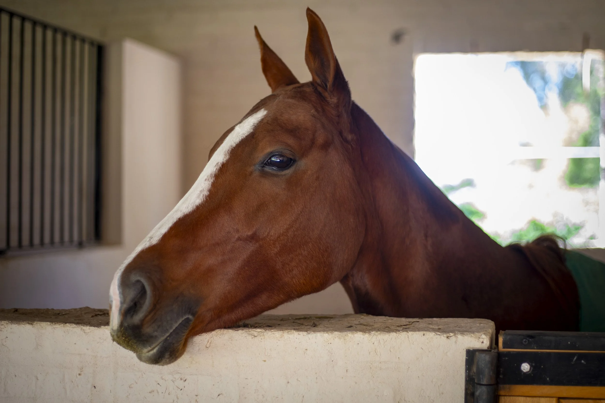 Caballo de color marrón con una raya blanca en la cara, descansando en un establo, parcialmente oculto por la pared.