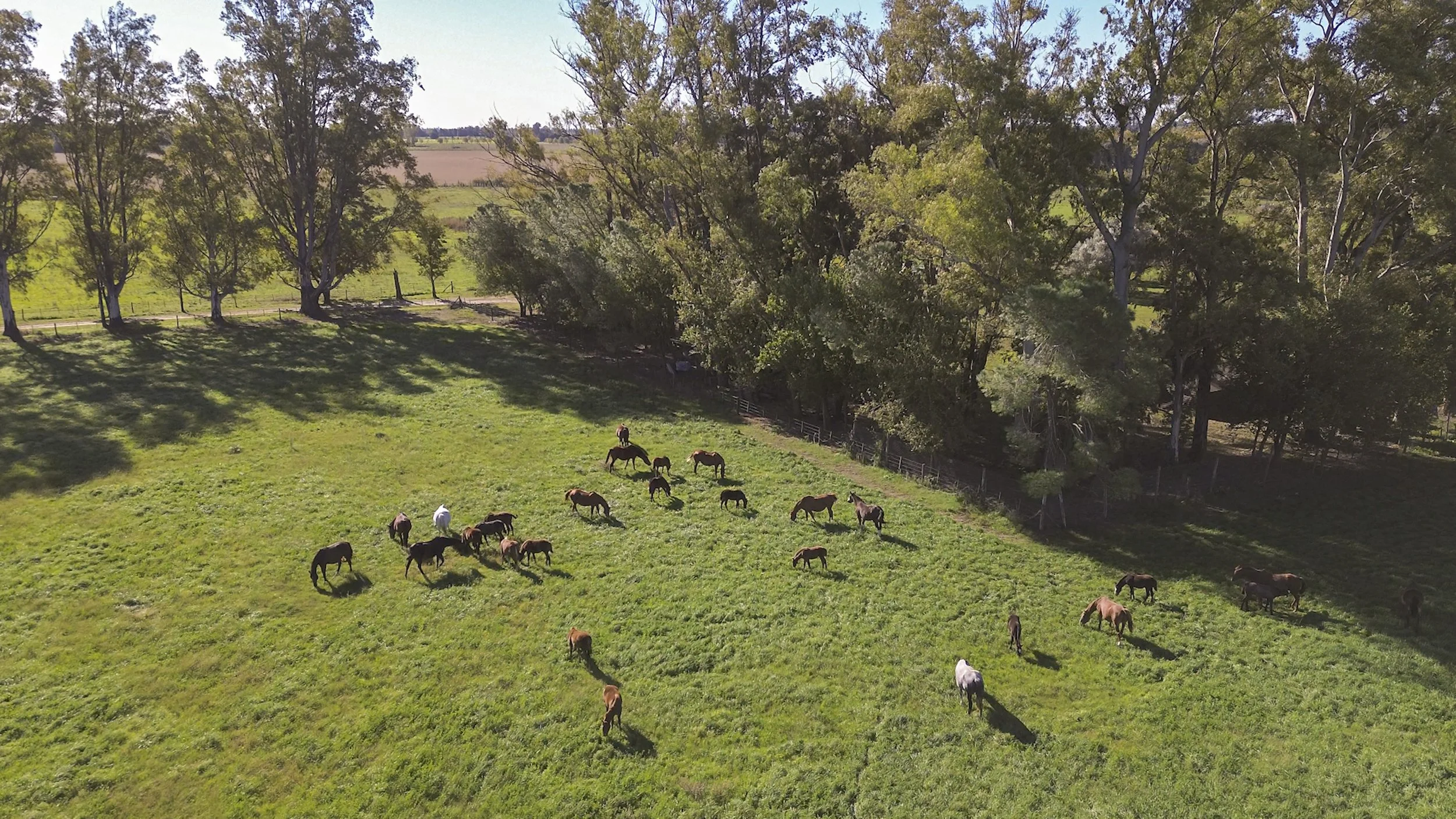 Pradera con caballos pastando bajo árboles y sombra en un campo rural.