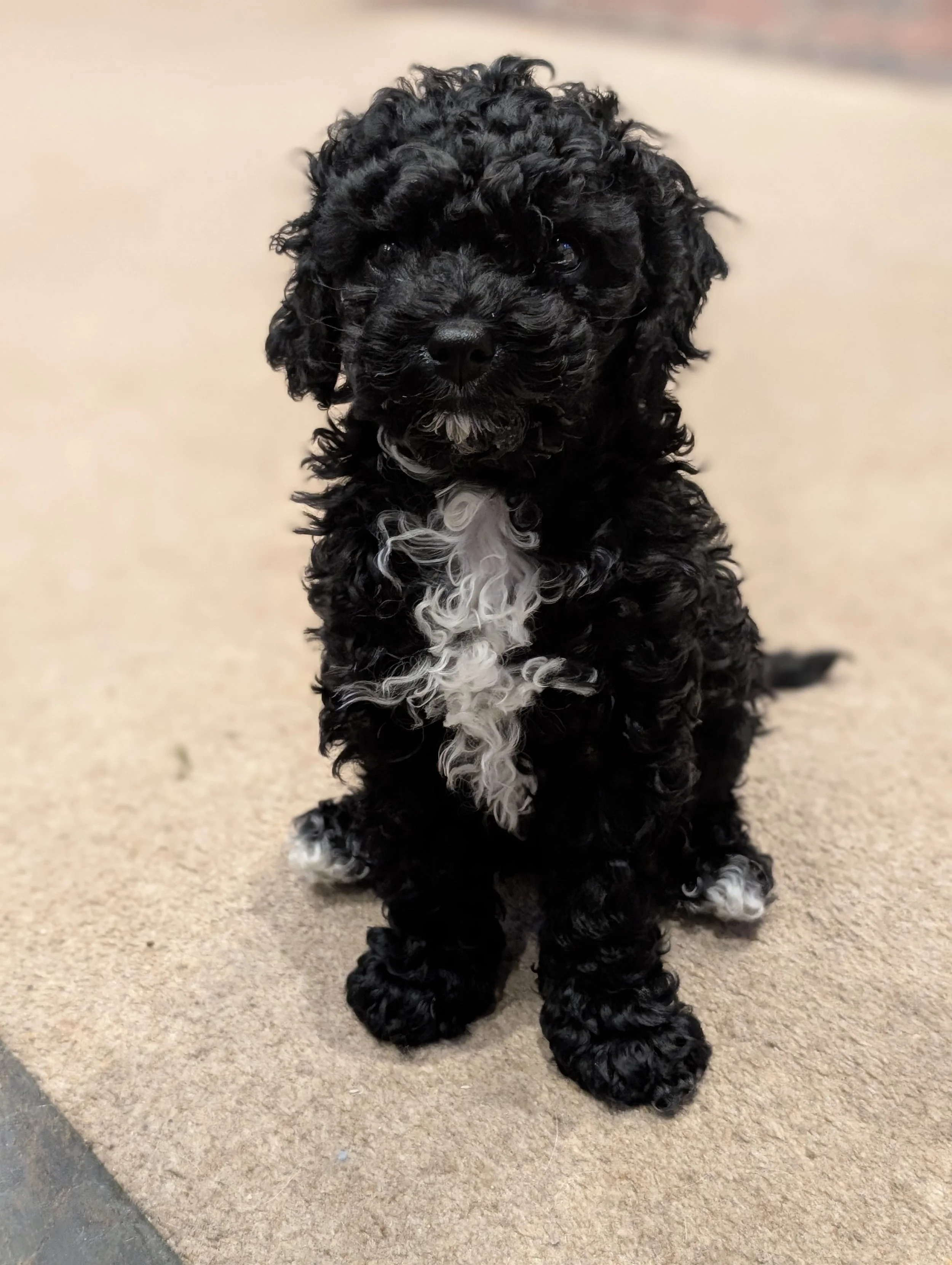 Puppy Foundation package