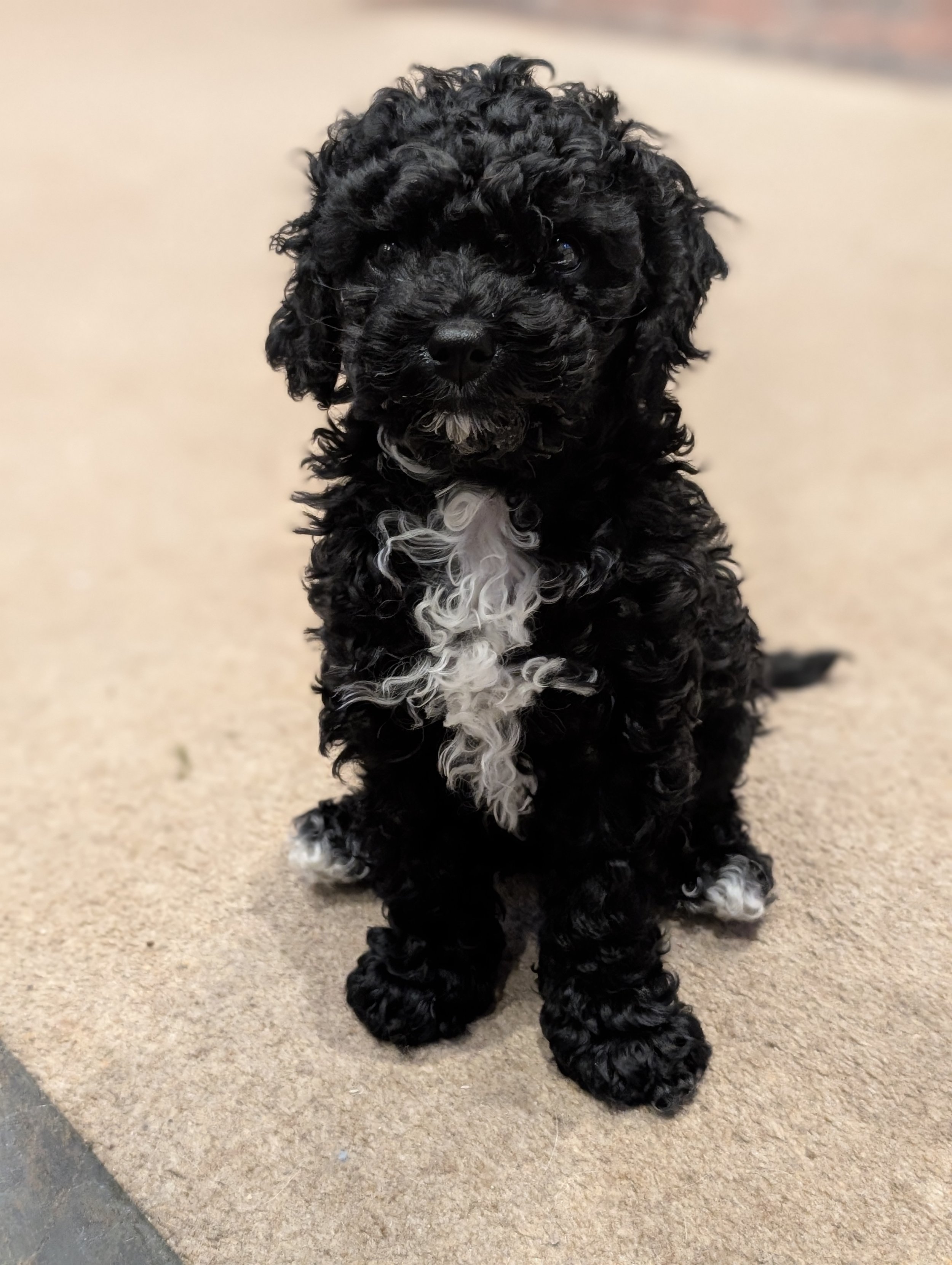 Puppy training in Antrobus, Northwich and mid Cheshire