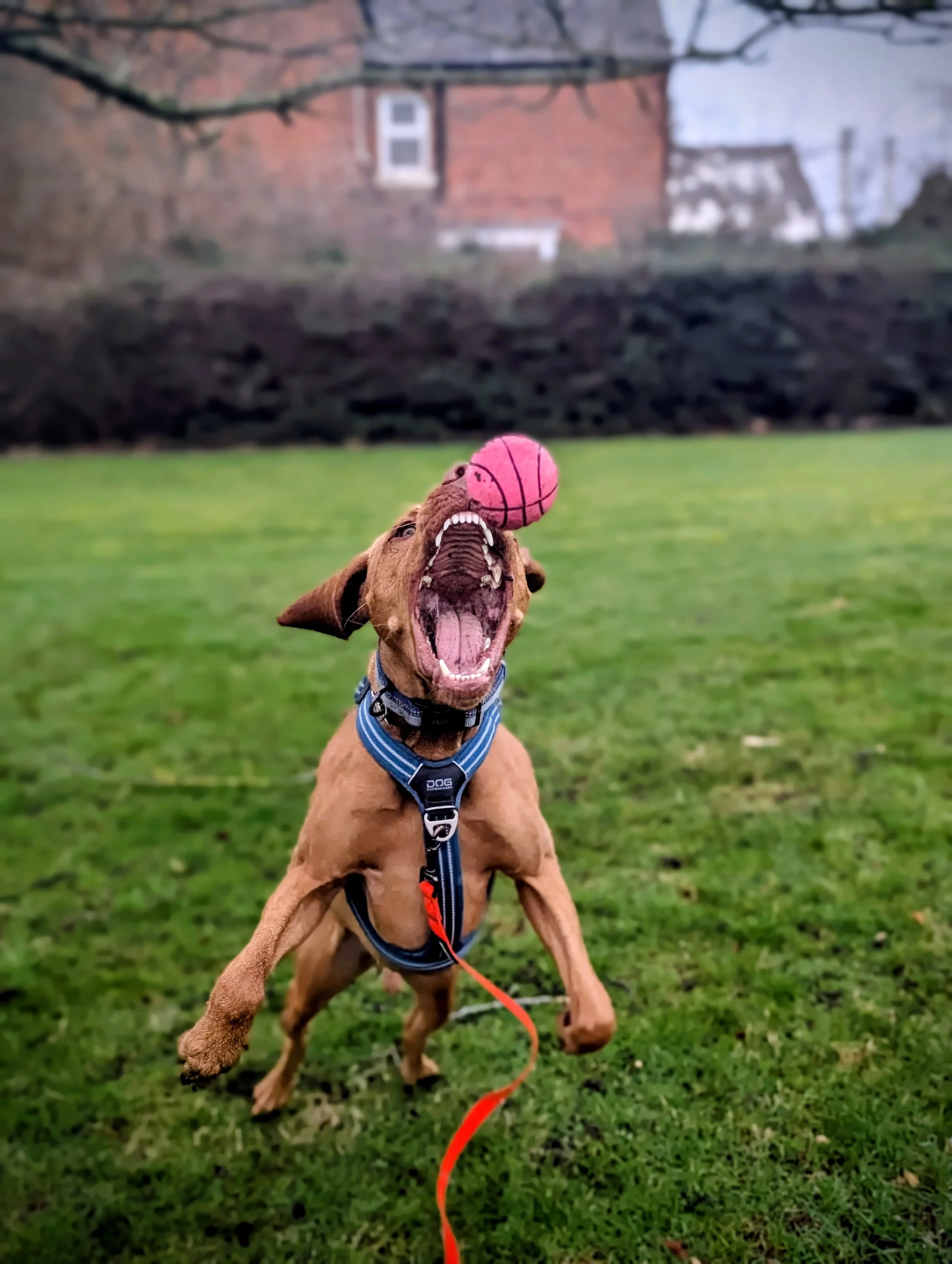 Hector only lunges at balls now. Previously reactive and lunging at dogs, seasonal decorations and cats