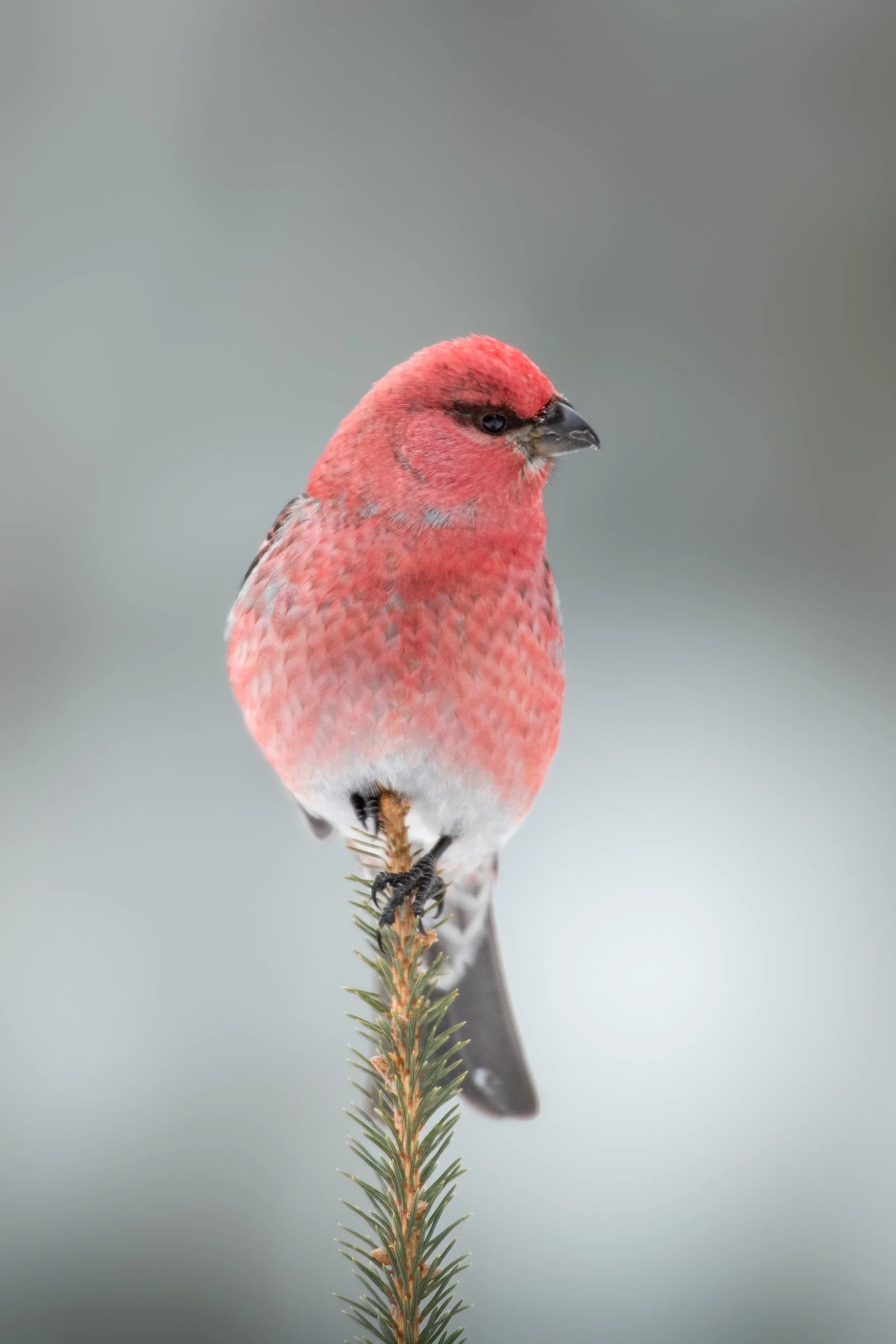 Pine Grosbeak