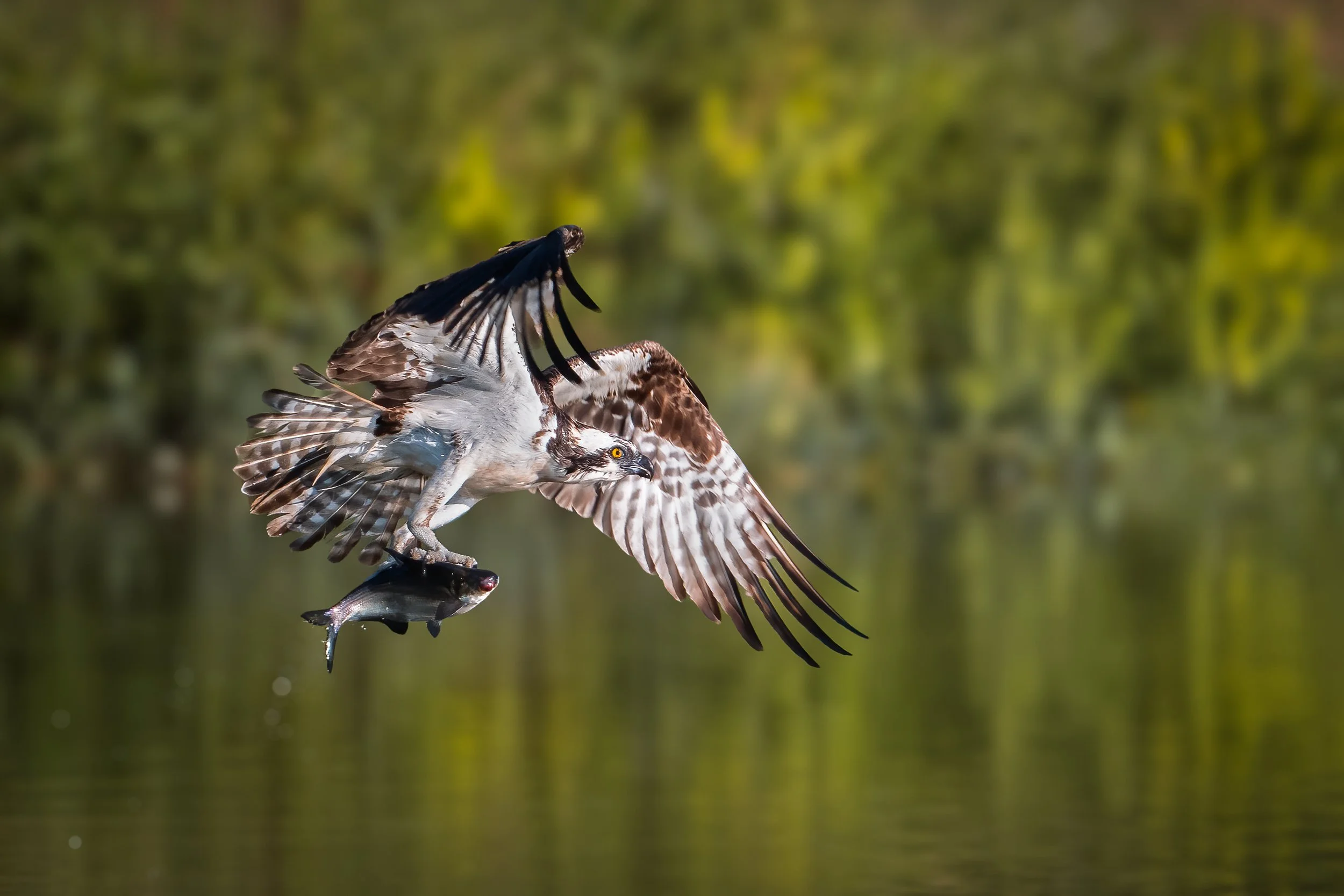 Osprey