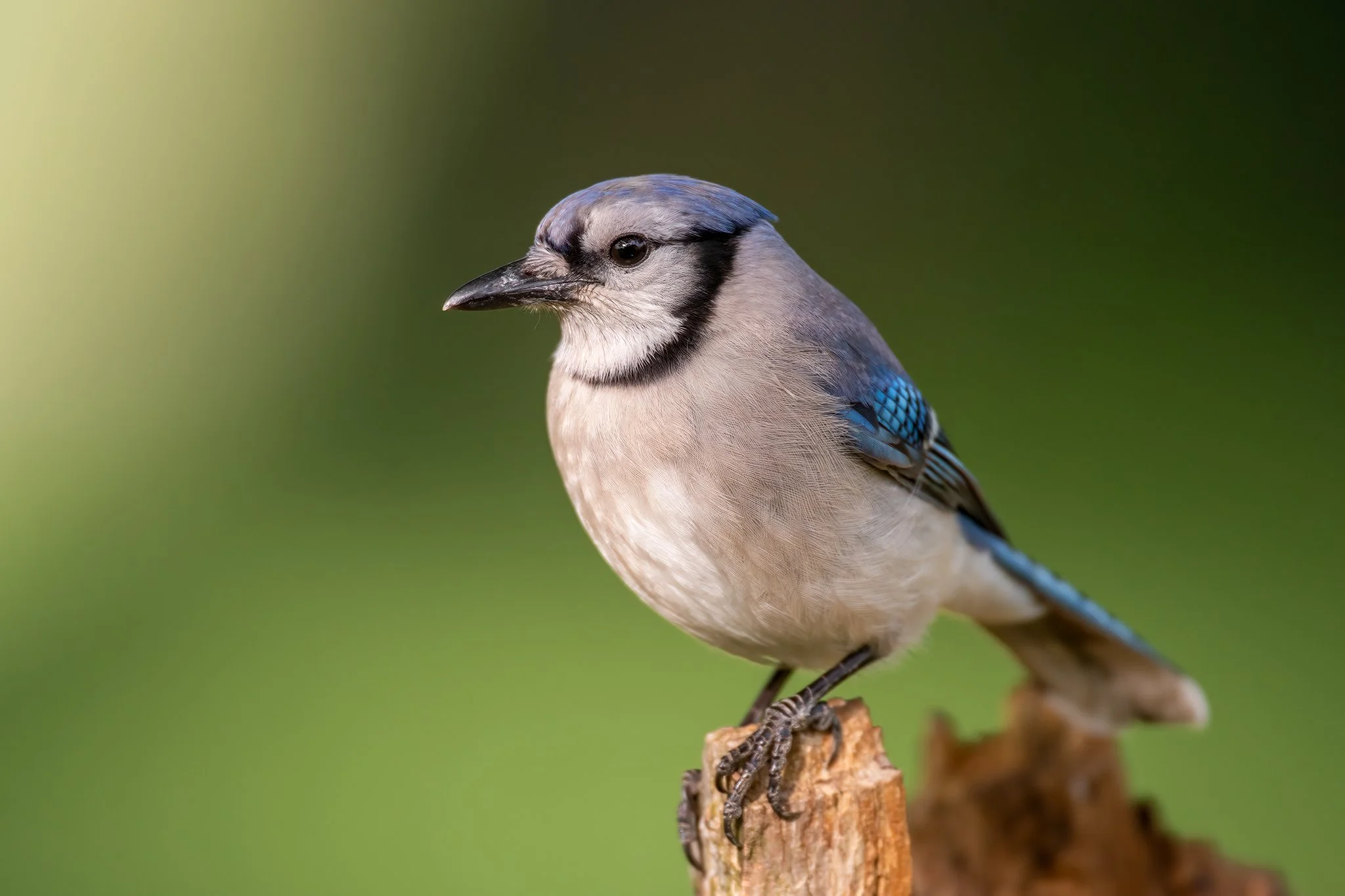 Bluejay
