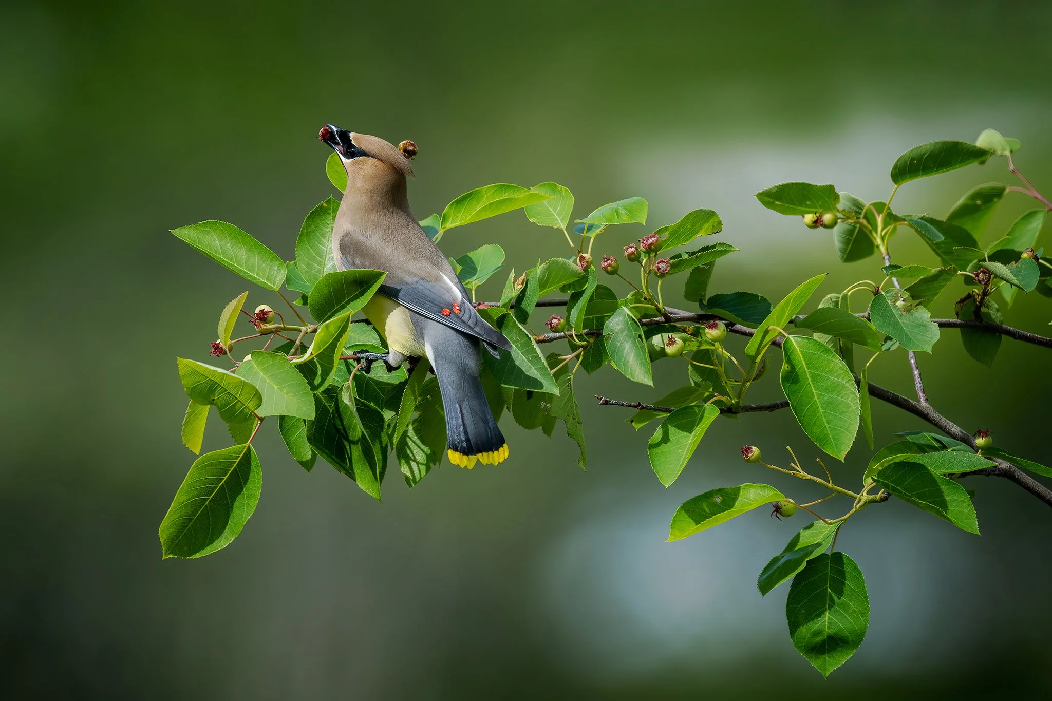 Cedar Waxwing