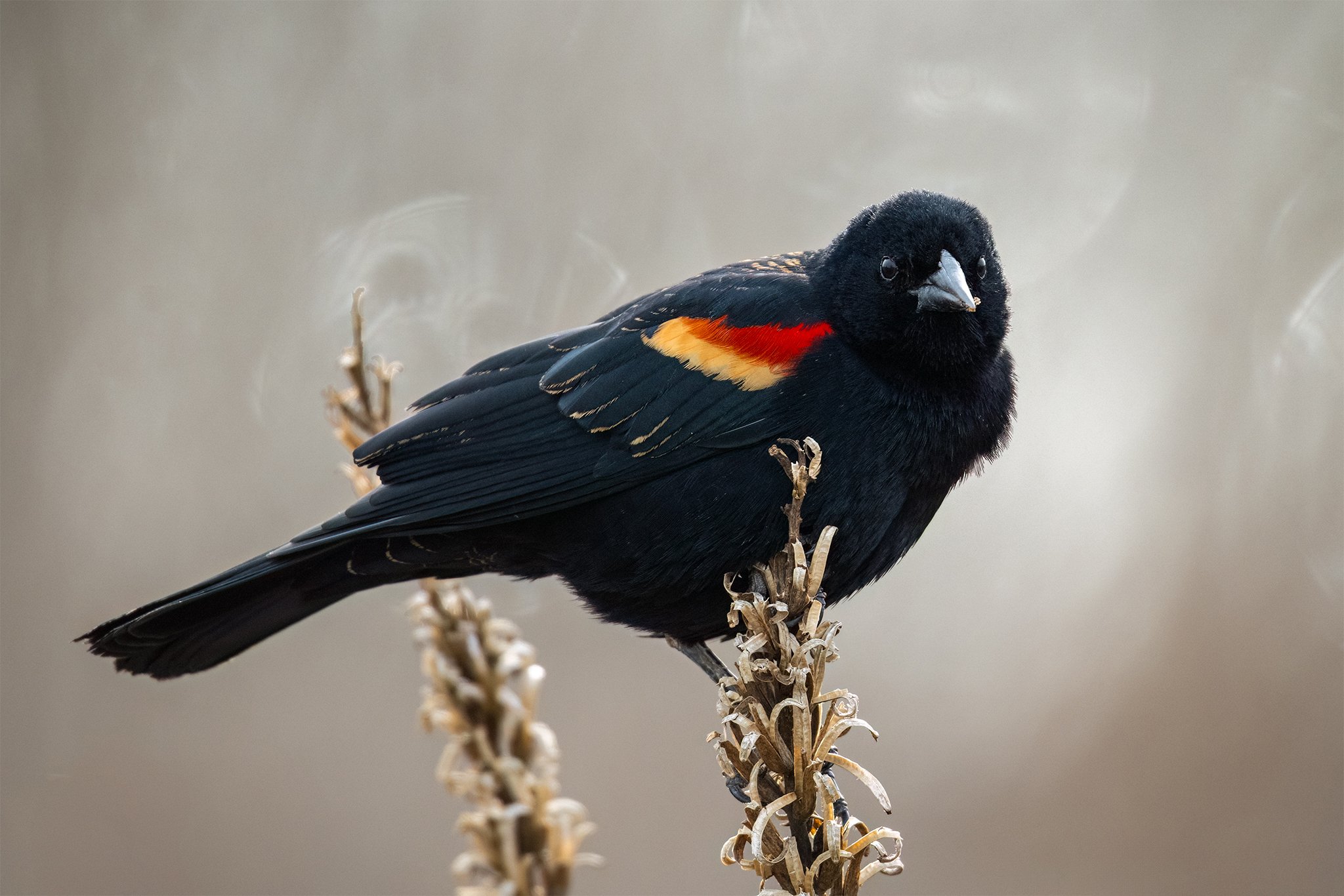 Red-winged Blackbird.jpg