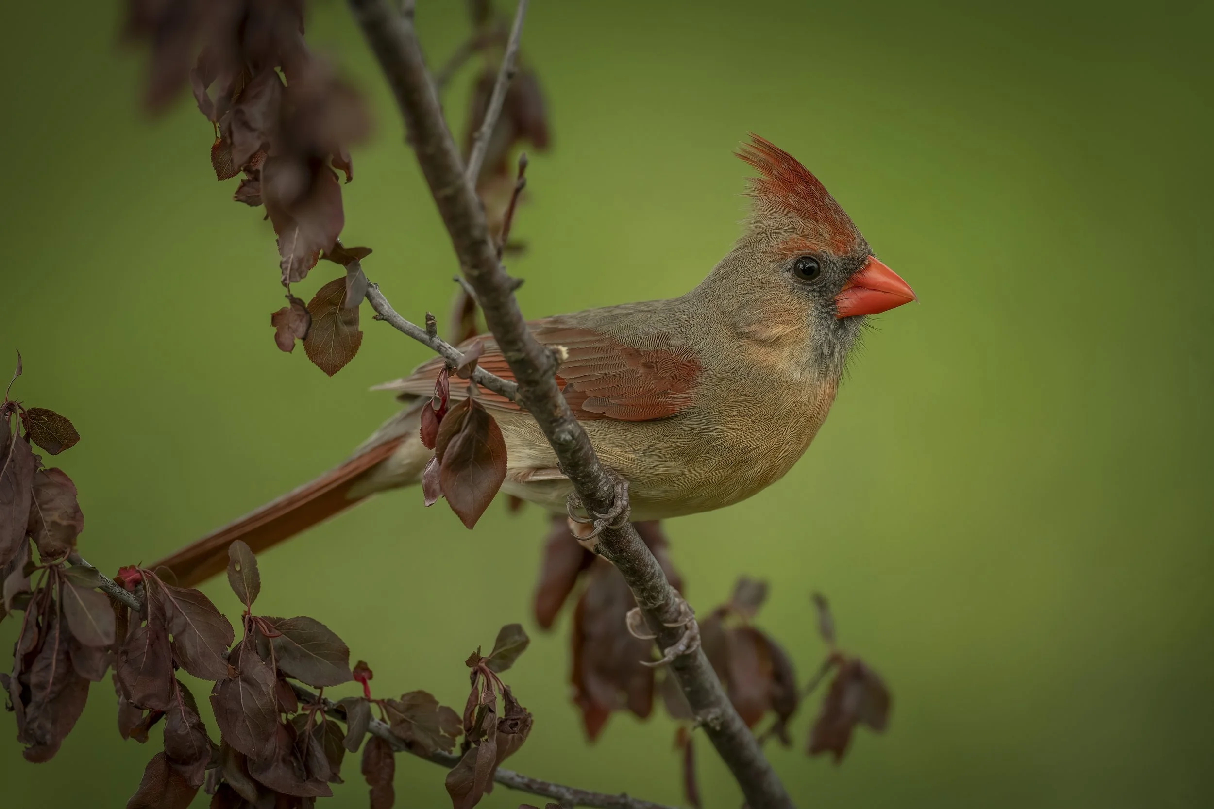 Female Northern Cardinal