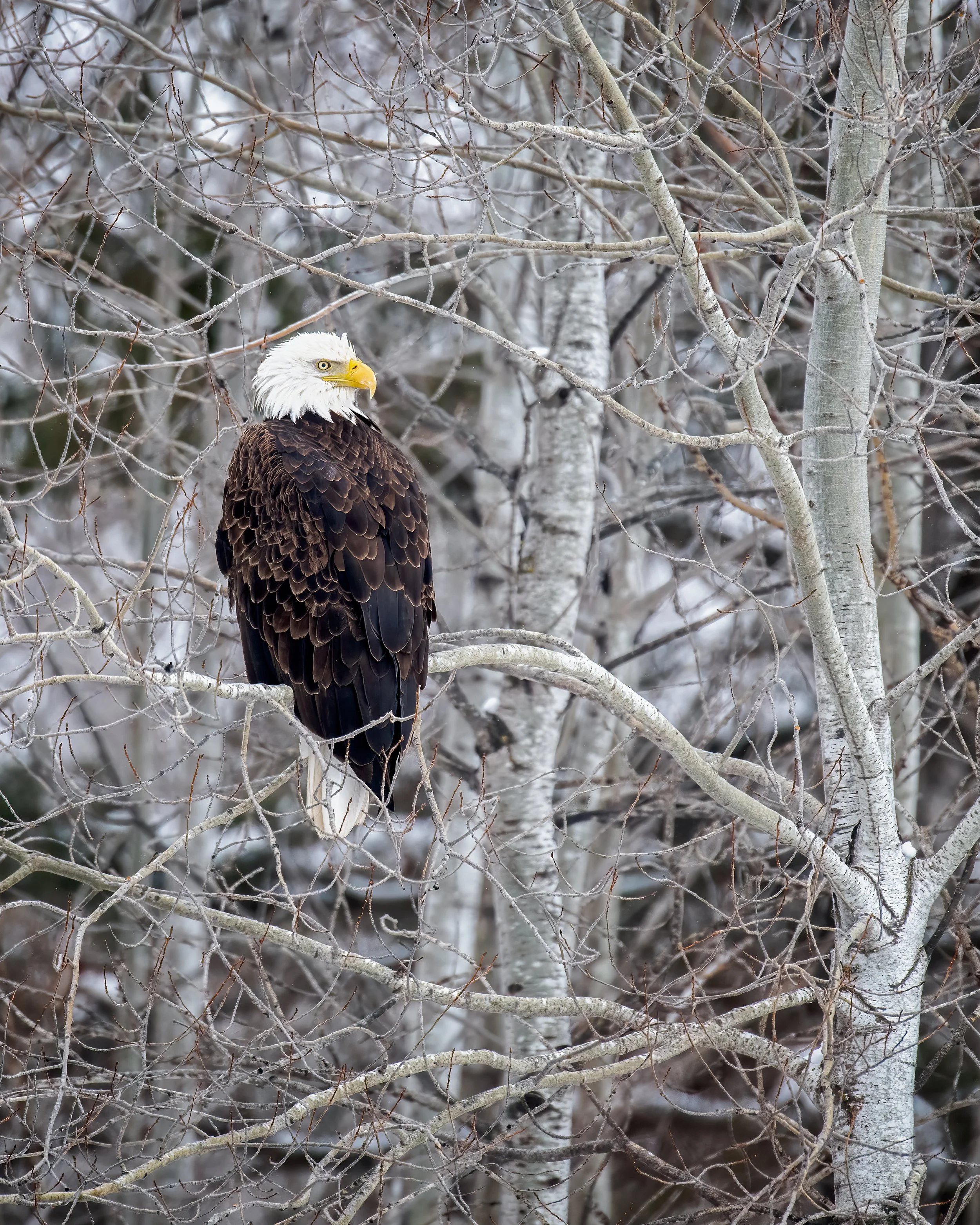 Bald Eagle