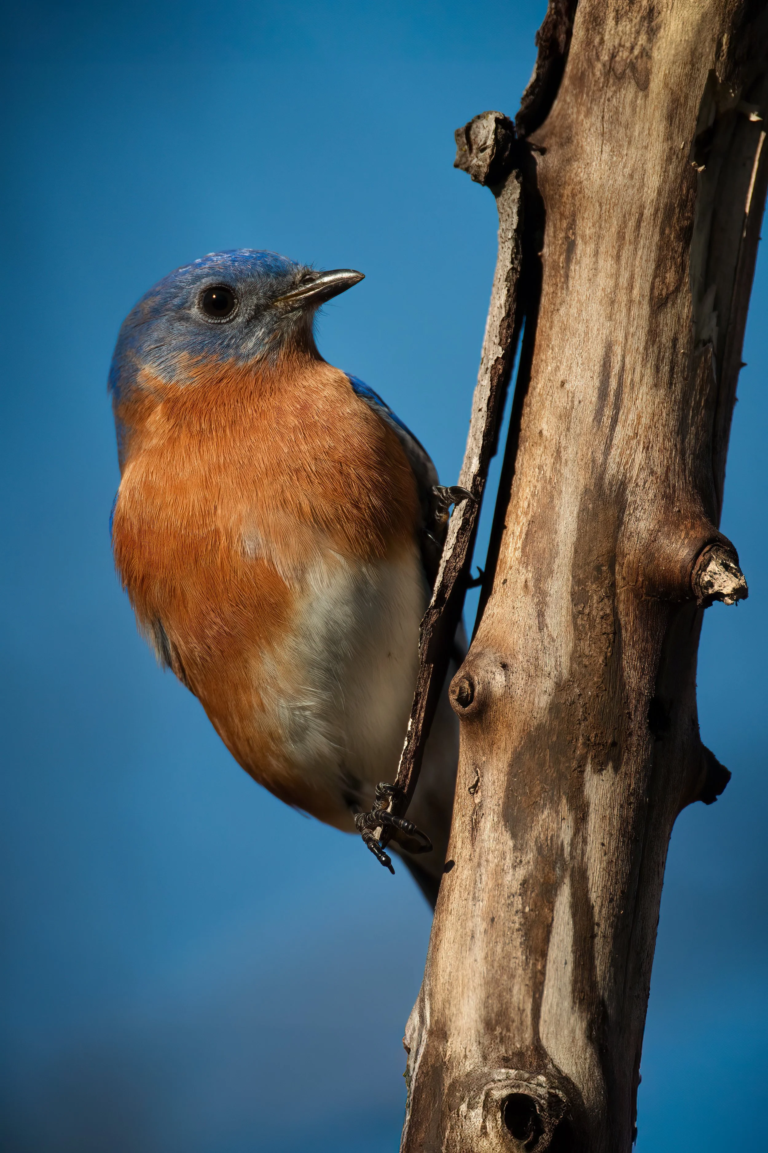 Eastern Bluebird
