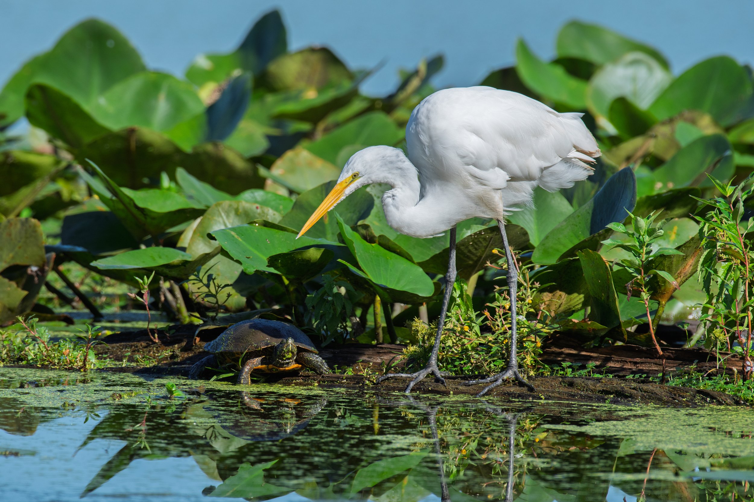 Egret Vs Turtle