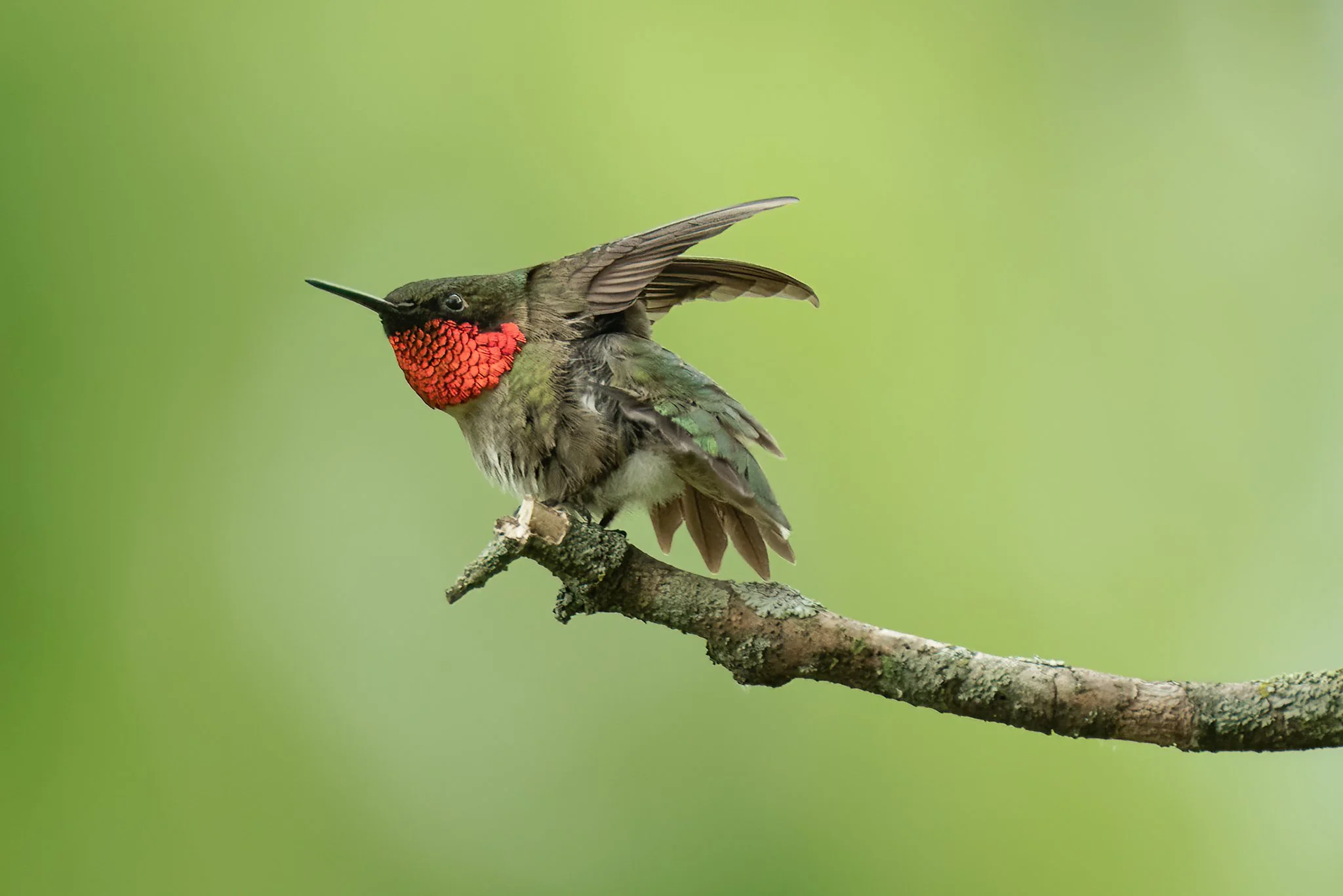 Ruby-throated Hummingbird
