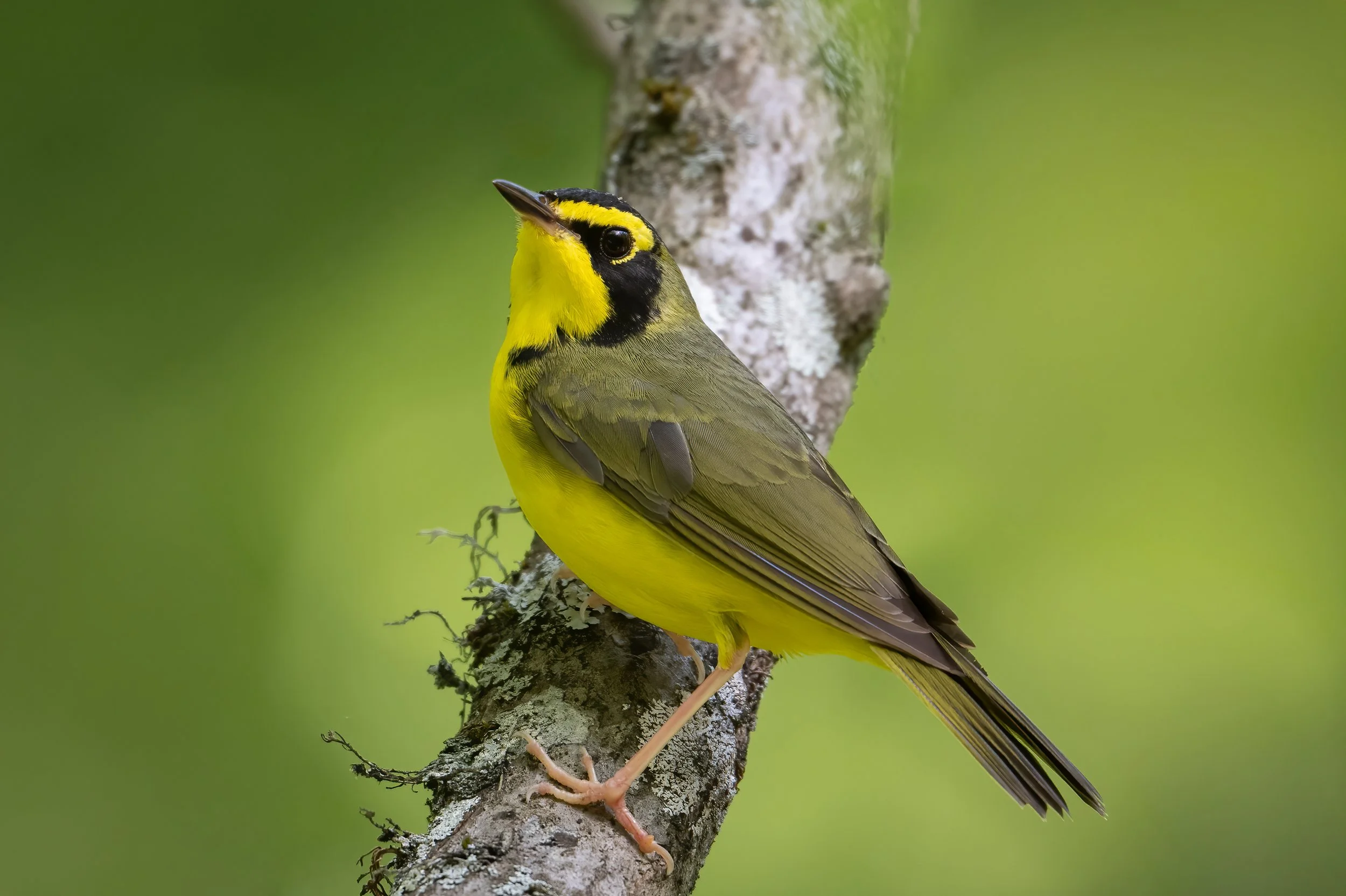 Kentucky Warbler
