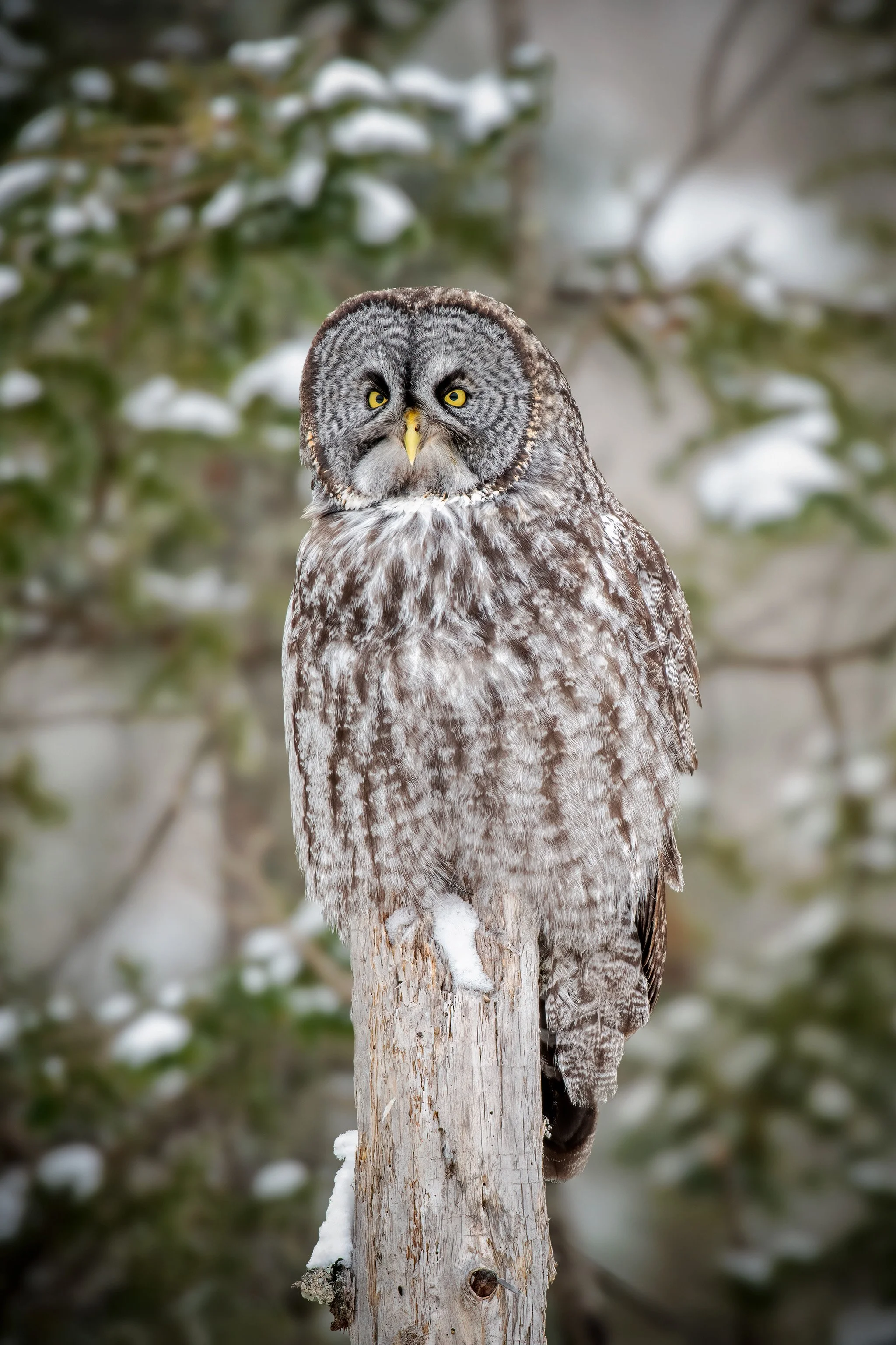 Great Gray Owl