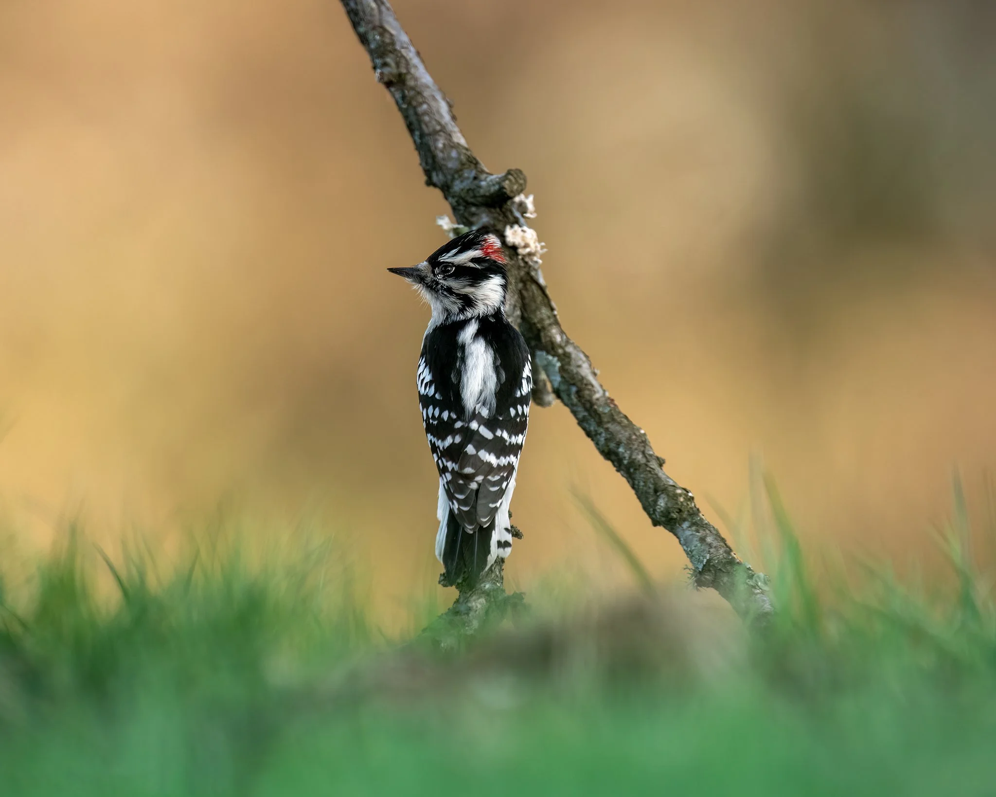 Downy Woodpecker