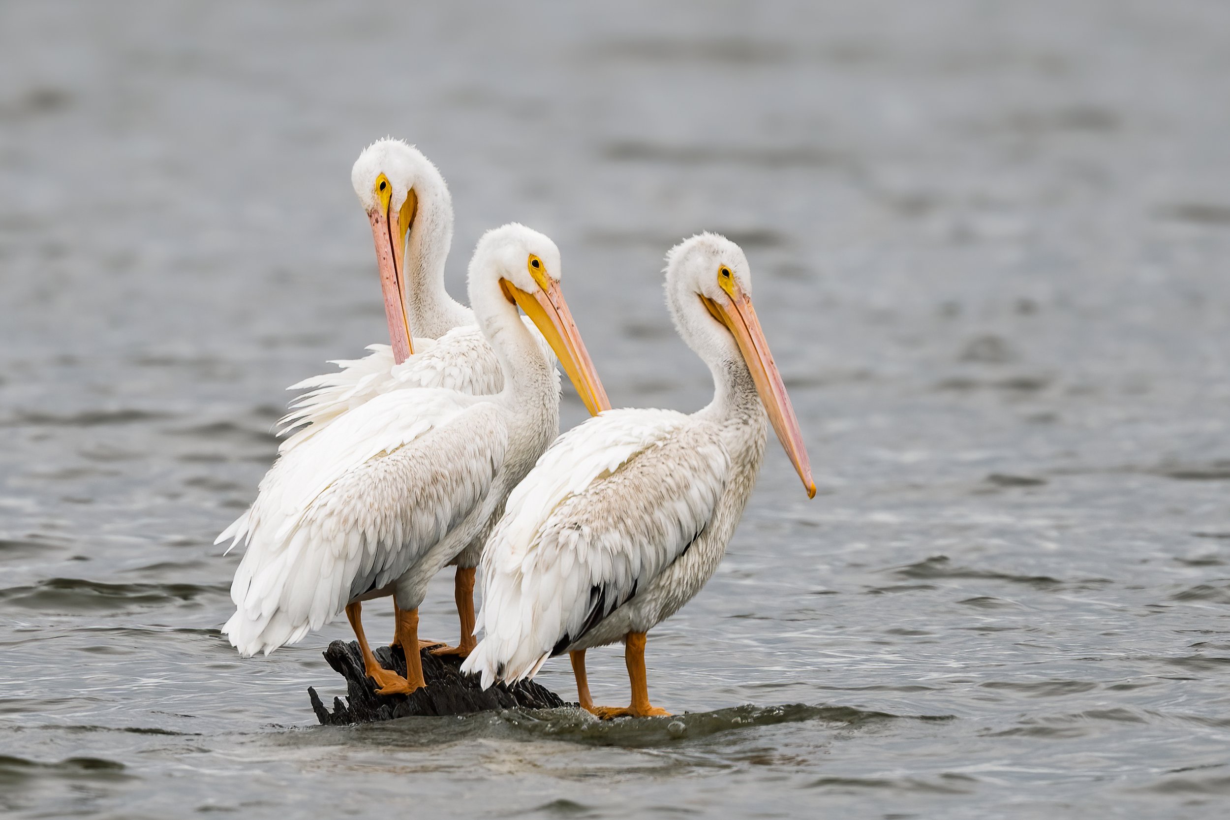 American White Pelicans