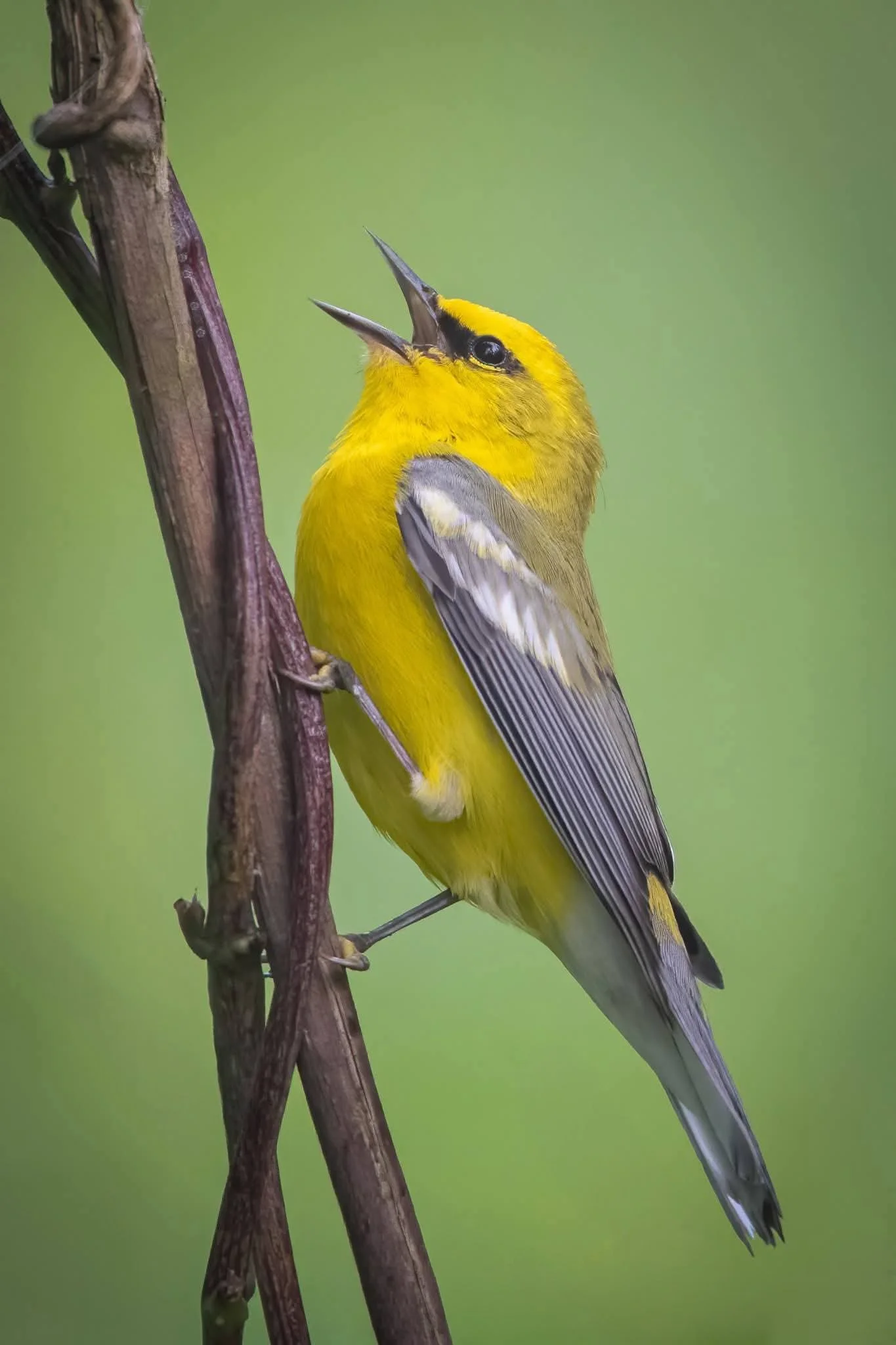 Blue-winged Warbler