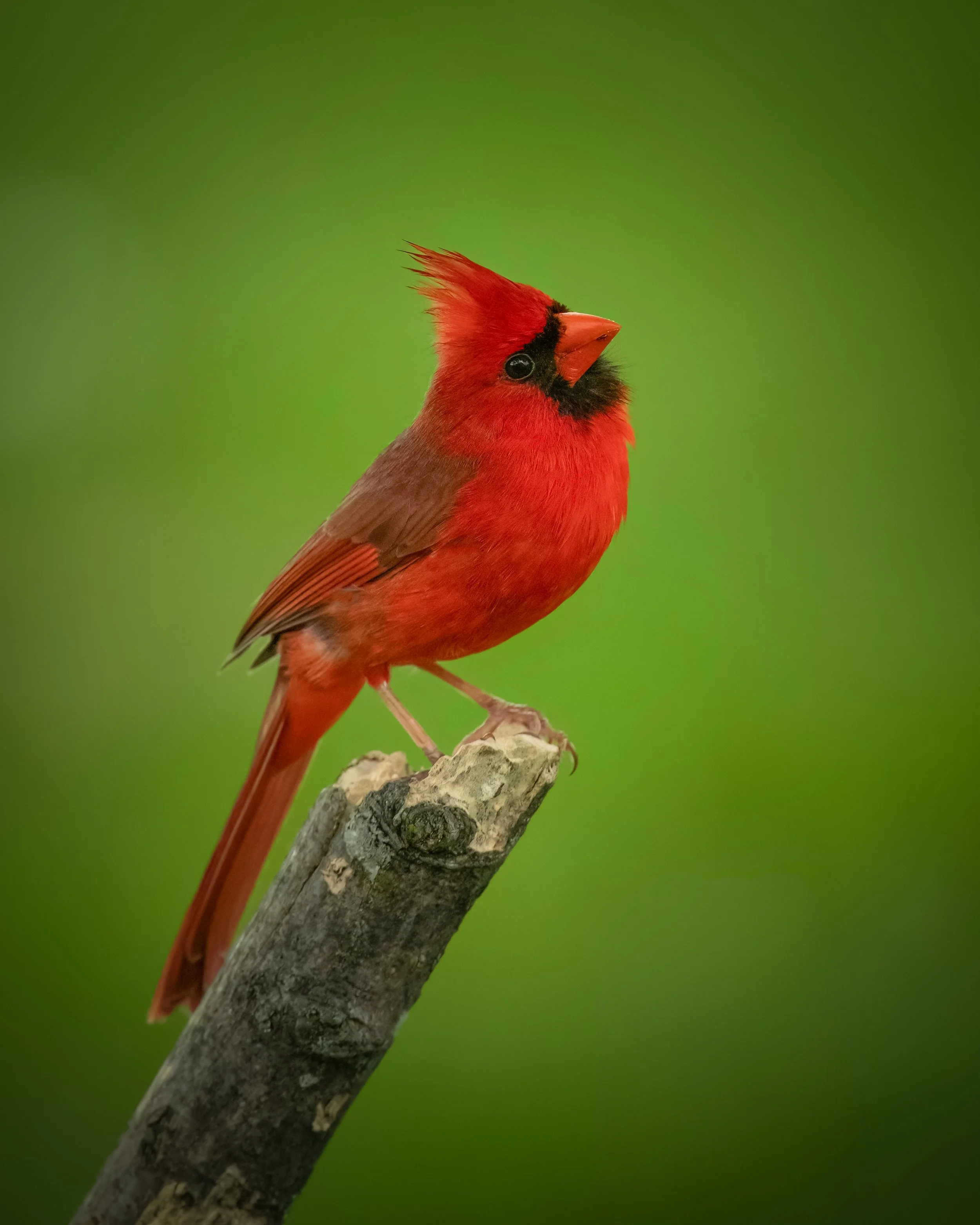 Northern Cardinal 