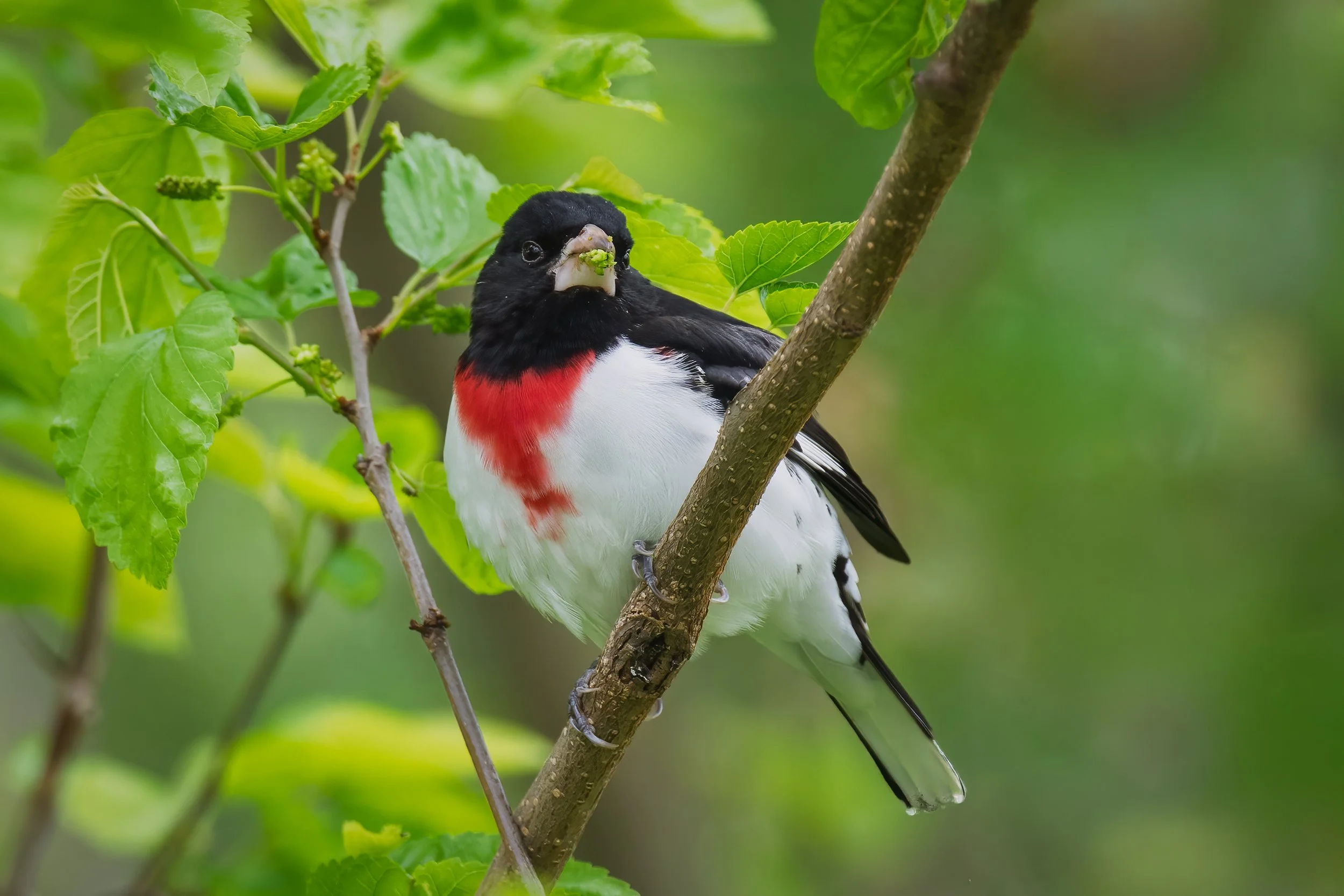 Red-breasted Grosbeak