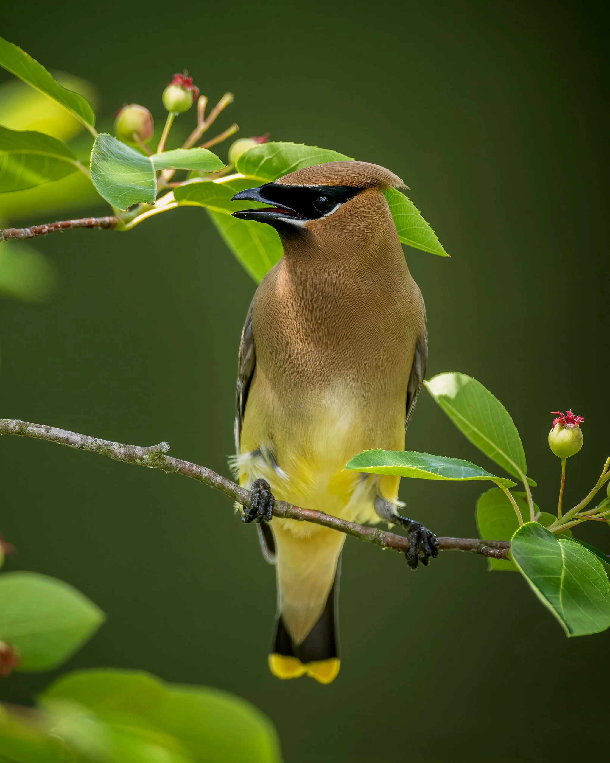 Cedar Waxwing