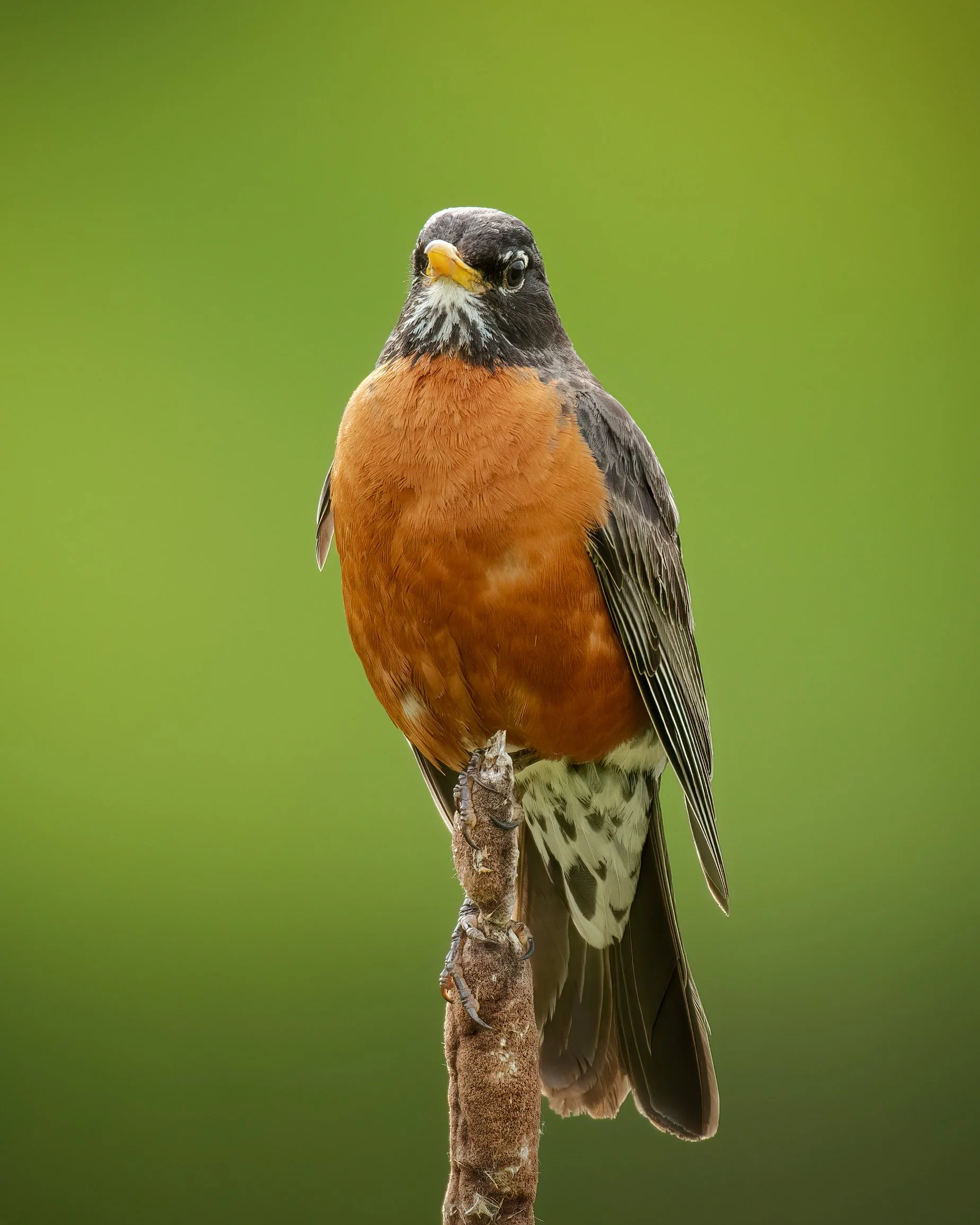 American Robin